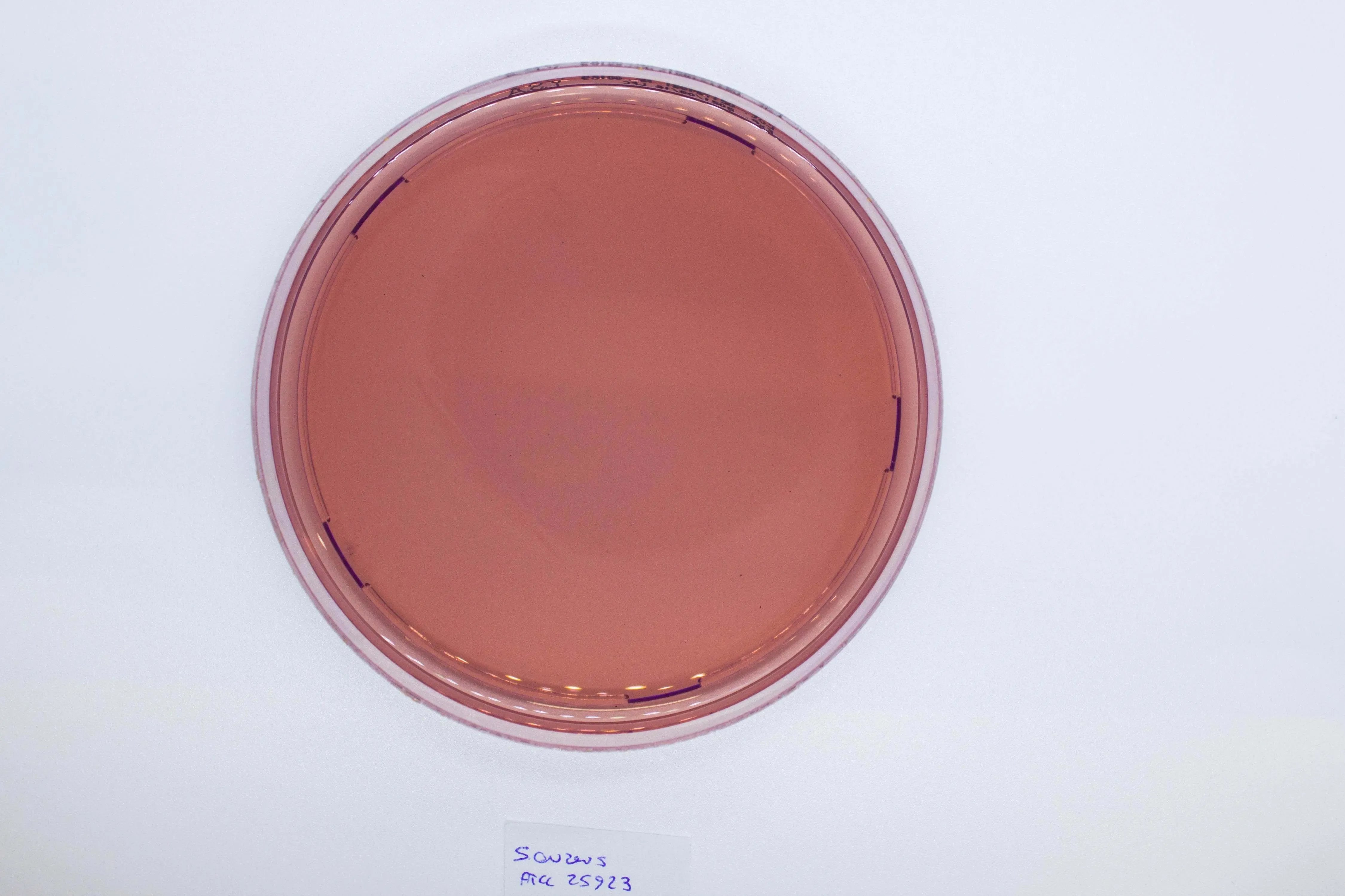 Liofilchem YERSINIA Selective Agar Culture Media 10052