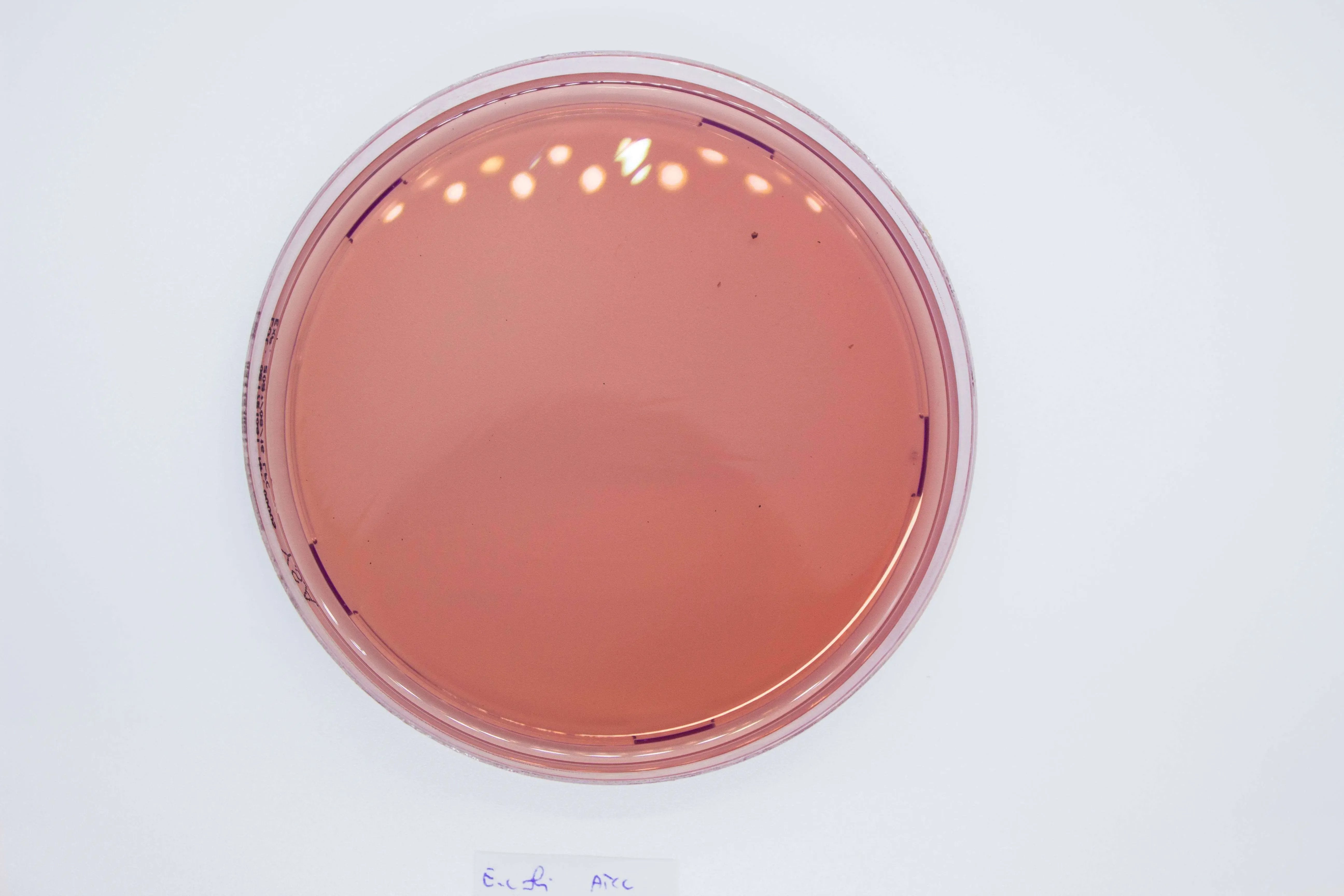 Liofilchem YERSINIA Selective Agar Culture Media 10052
