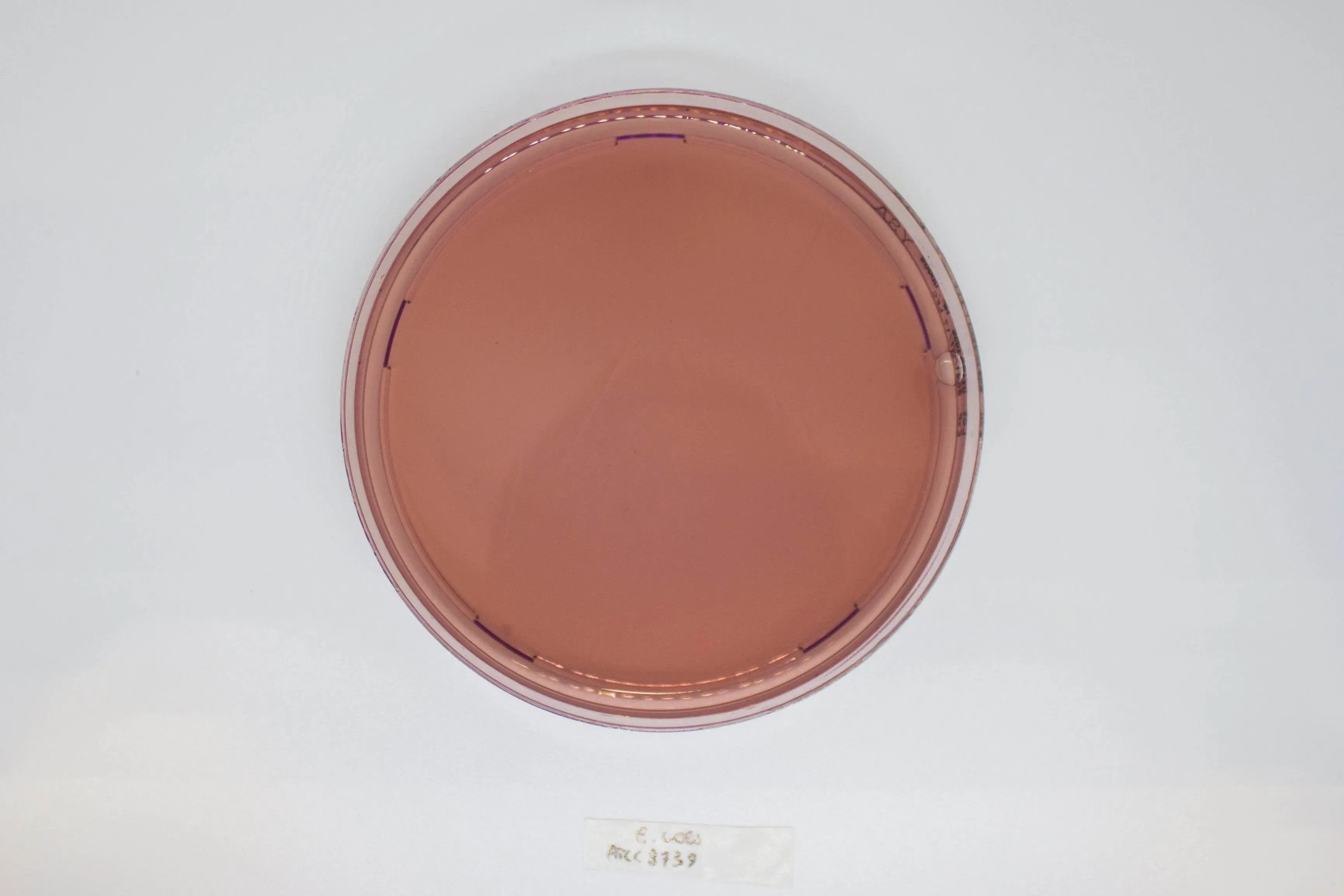 Liofilchem YERSINIA Selective Agar Culture Media 10052