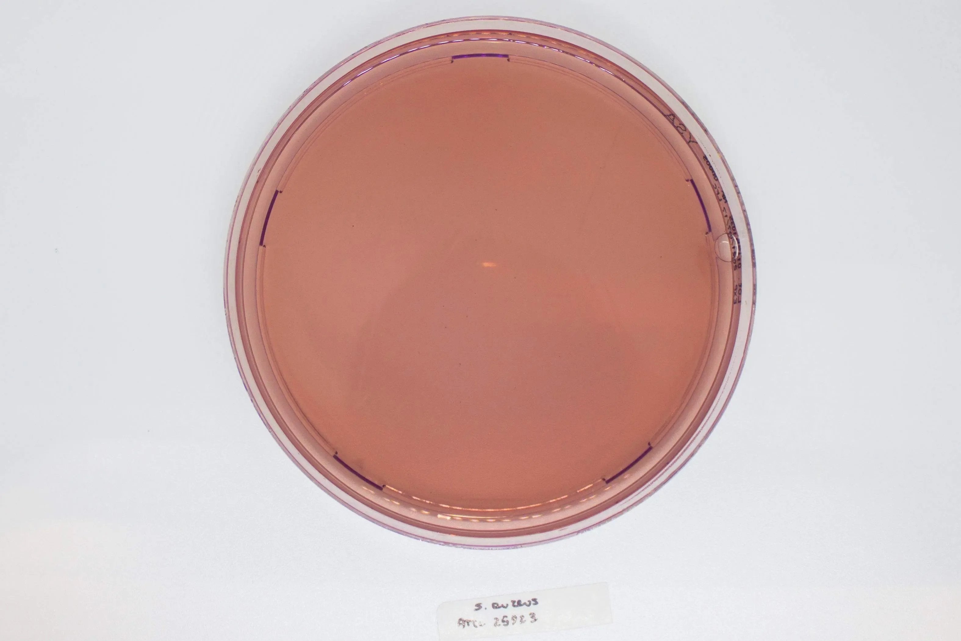 Liofilchem YERSINIA Selective Agar Culture Media 10052