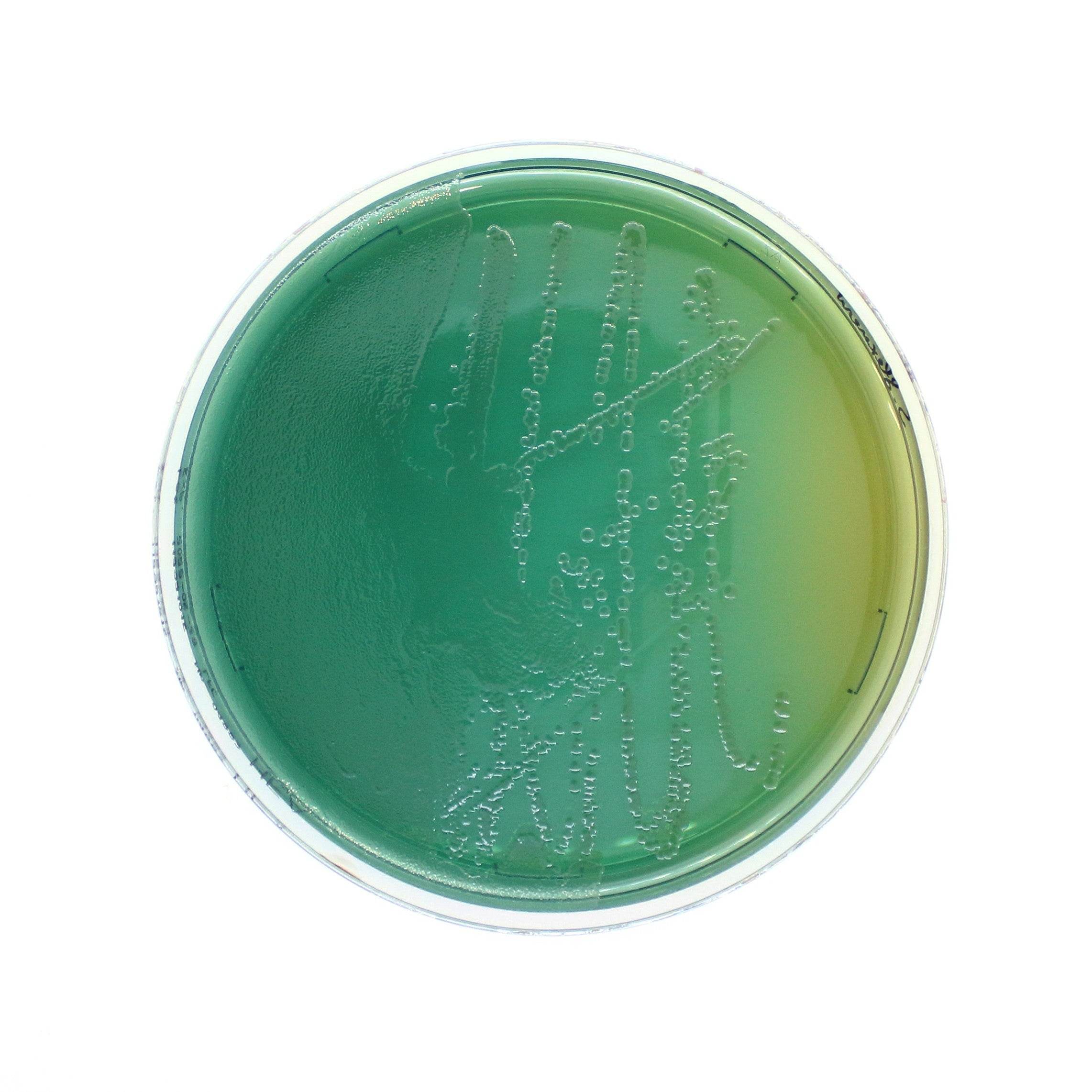 Hektoen Enteric Agar - Kormay Biomedicals store