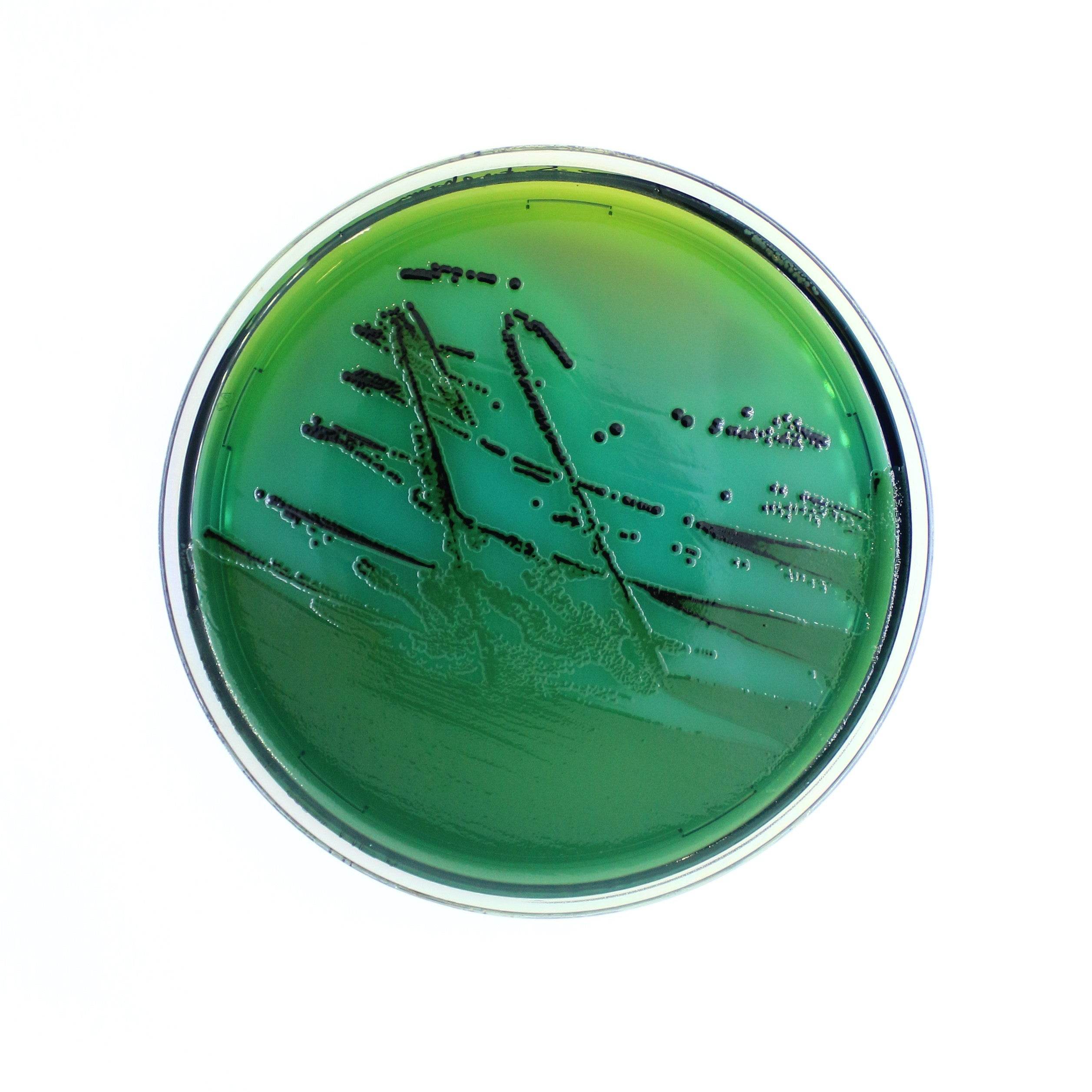 Hektoen Enteric Agar - Kormay Biomedicals store