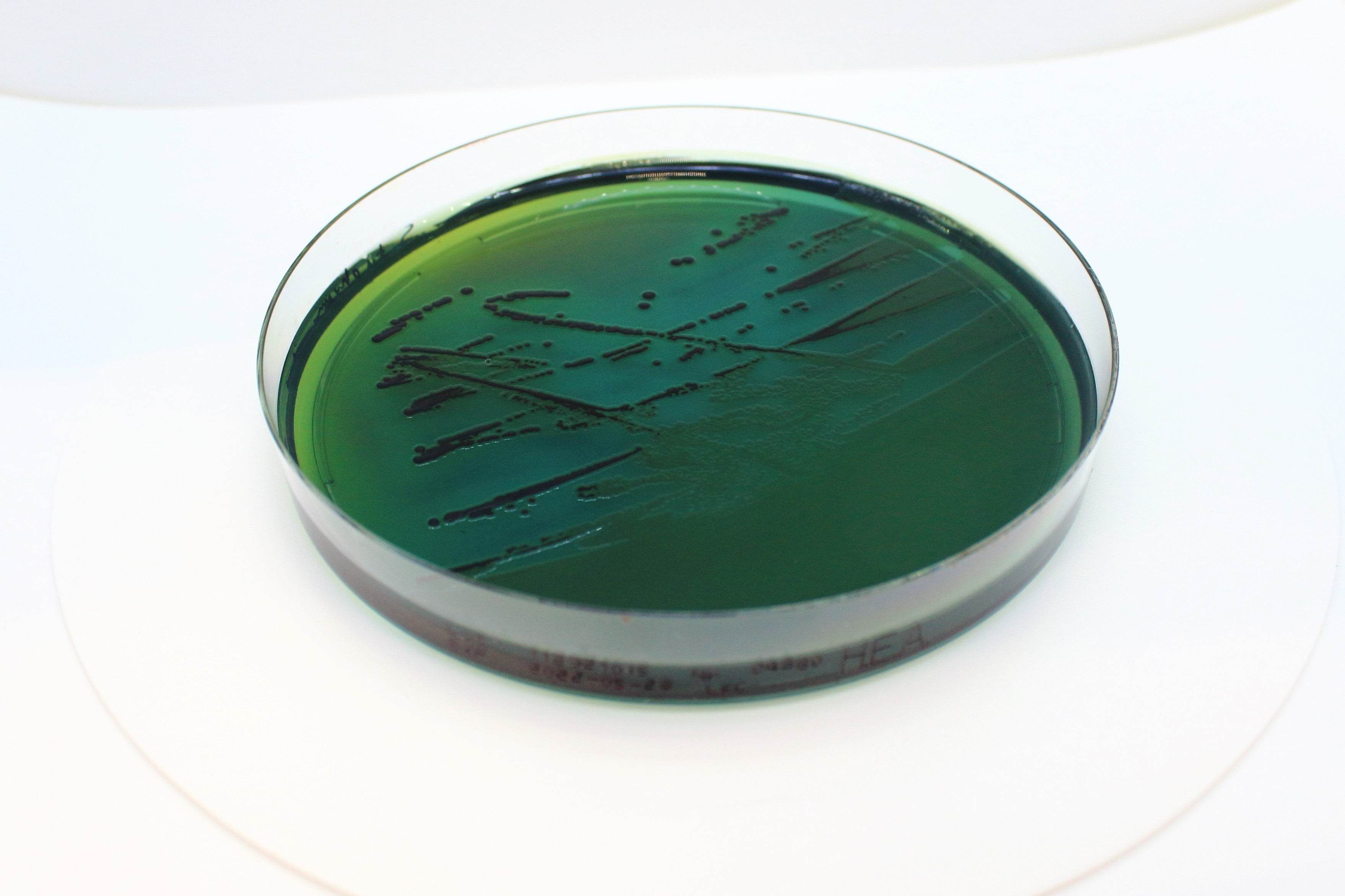 Hektoen Enteric Agar - Kormay Biomedicals store