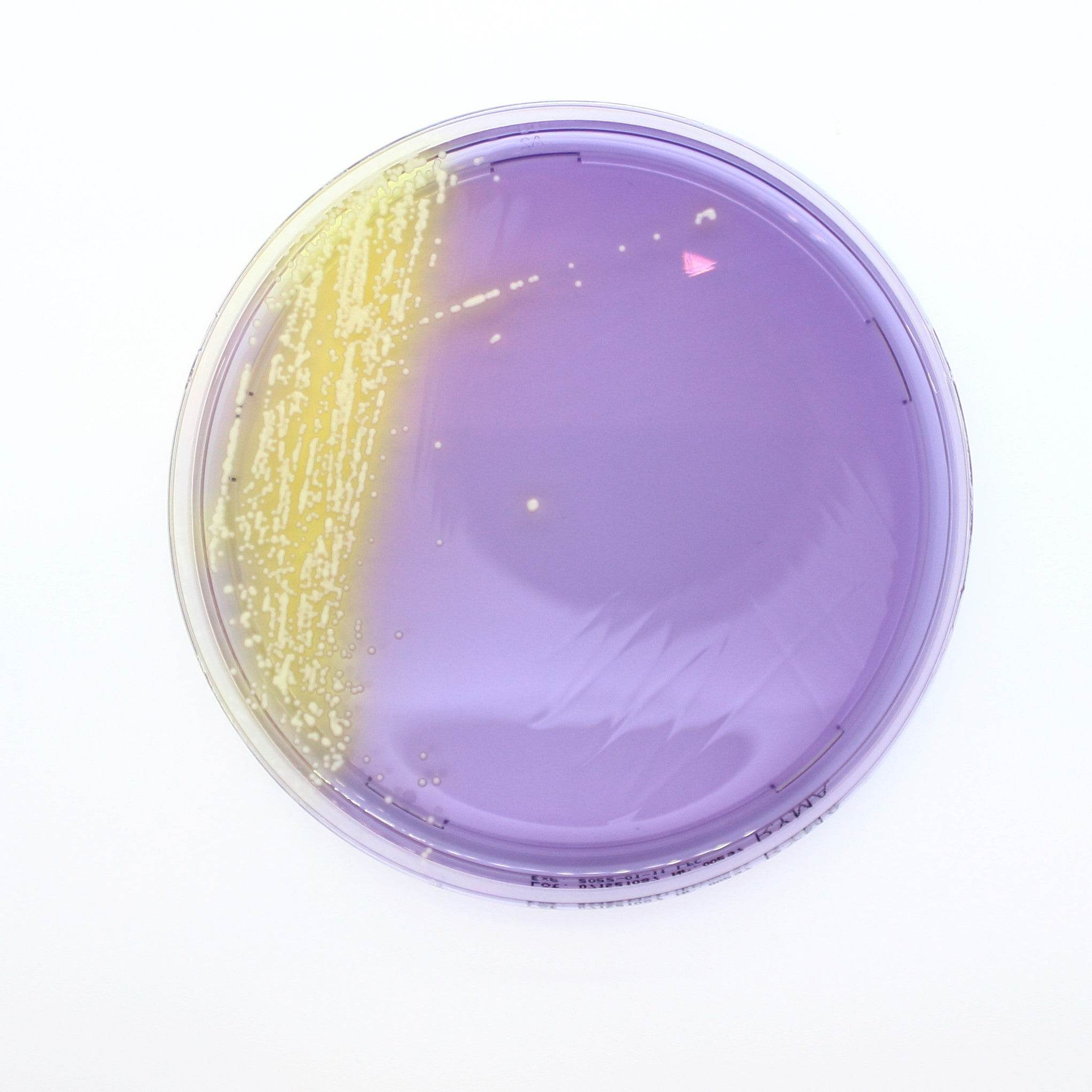 Rapid Y/M Agar - Kormay Biomedicals store
