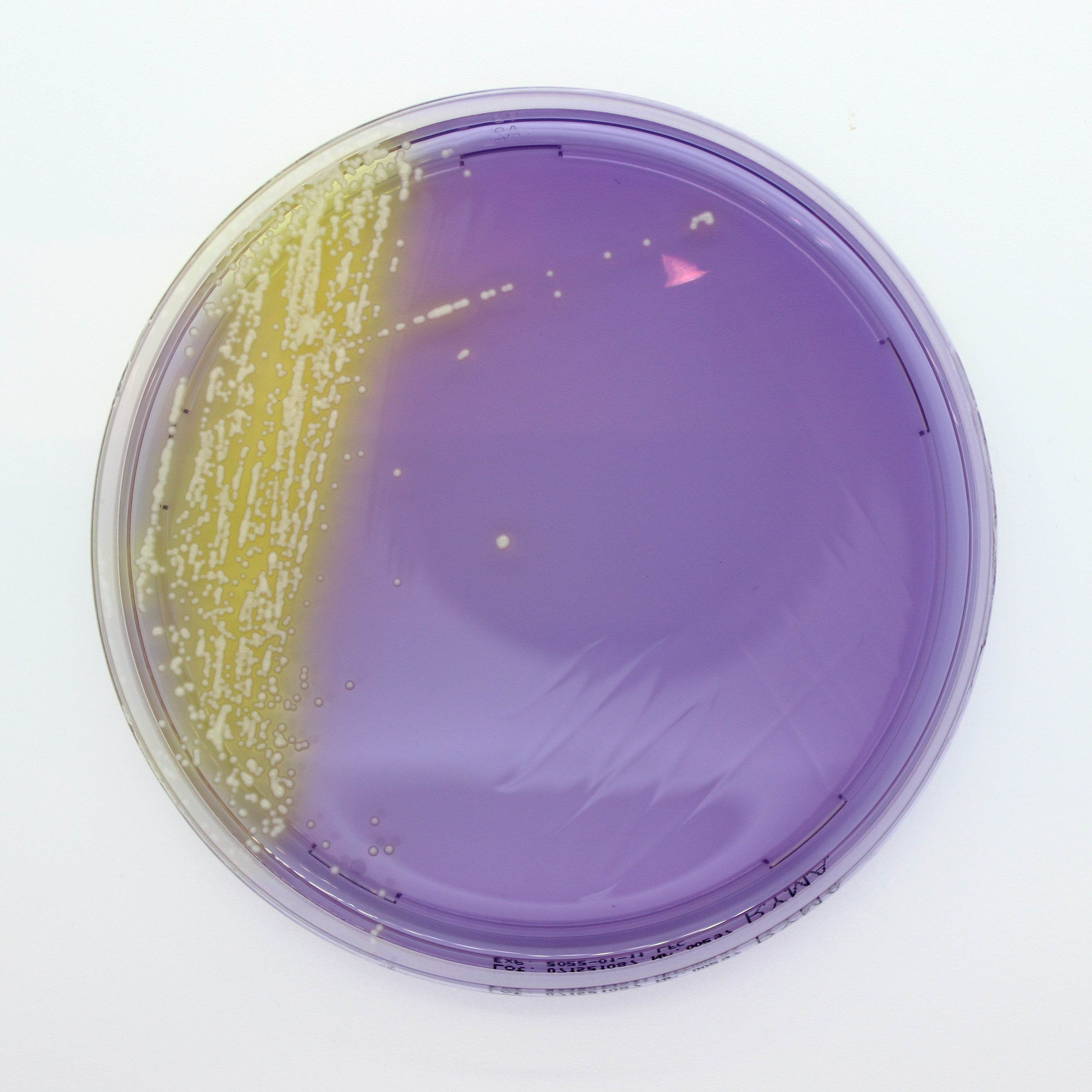 Rapid Y/M Agar - Kormay Biomedicals store