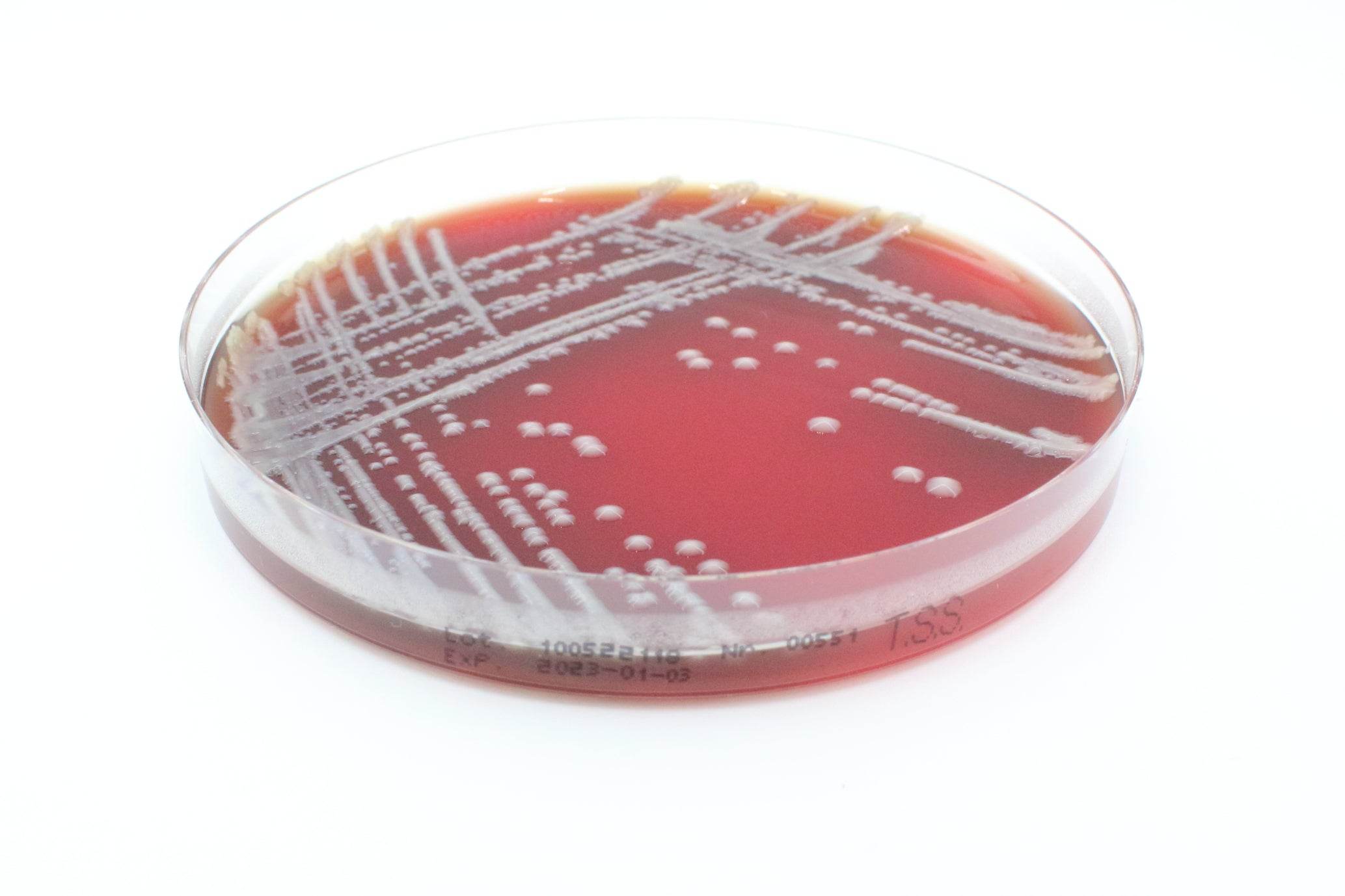 Tryptic Soy Agar (Sheep Blood 5%) - Kormay Biomedicals store