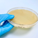 Sabouraud CAF Agar + Gentamicin - For Microbiology Lab Testing