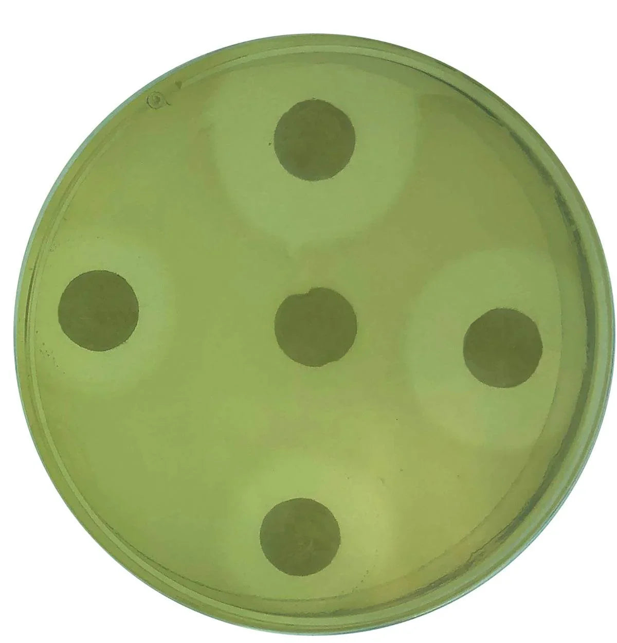How Clean is Clean? Testing the Effectiveness of Antibacterial Cleaners - Kormay Biomedicals store