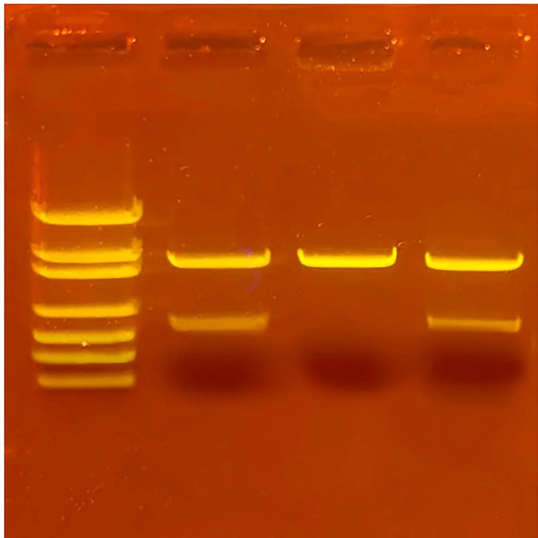 Forensic Escape Room: Design Your Own Biotech Adventure - Kormay Biomedicals store