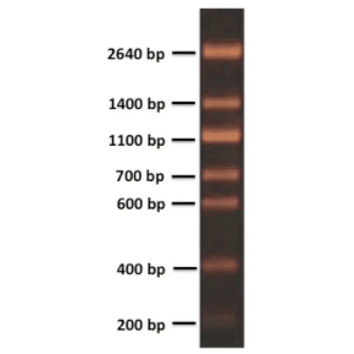EDVOTEK Biotech Education UNIT 200 bp DNA Ladder