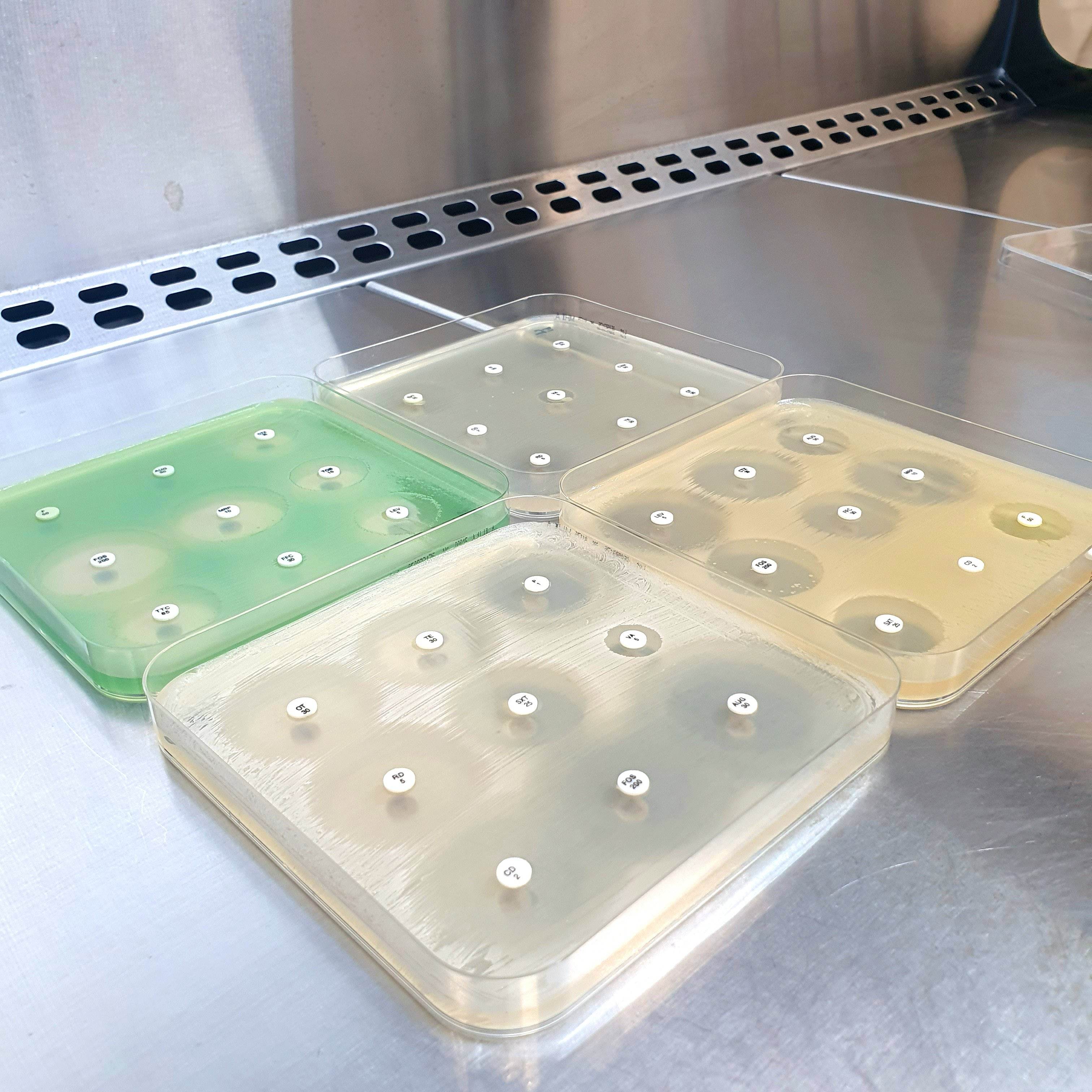 Mueller Hinton II Agar (Sheep Blood 5%) - Kormay Biomedicals store