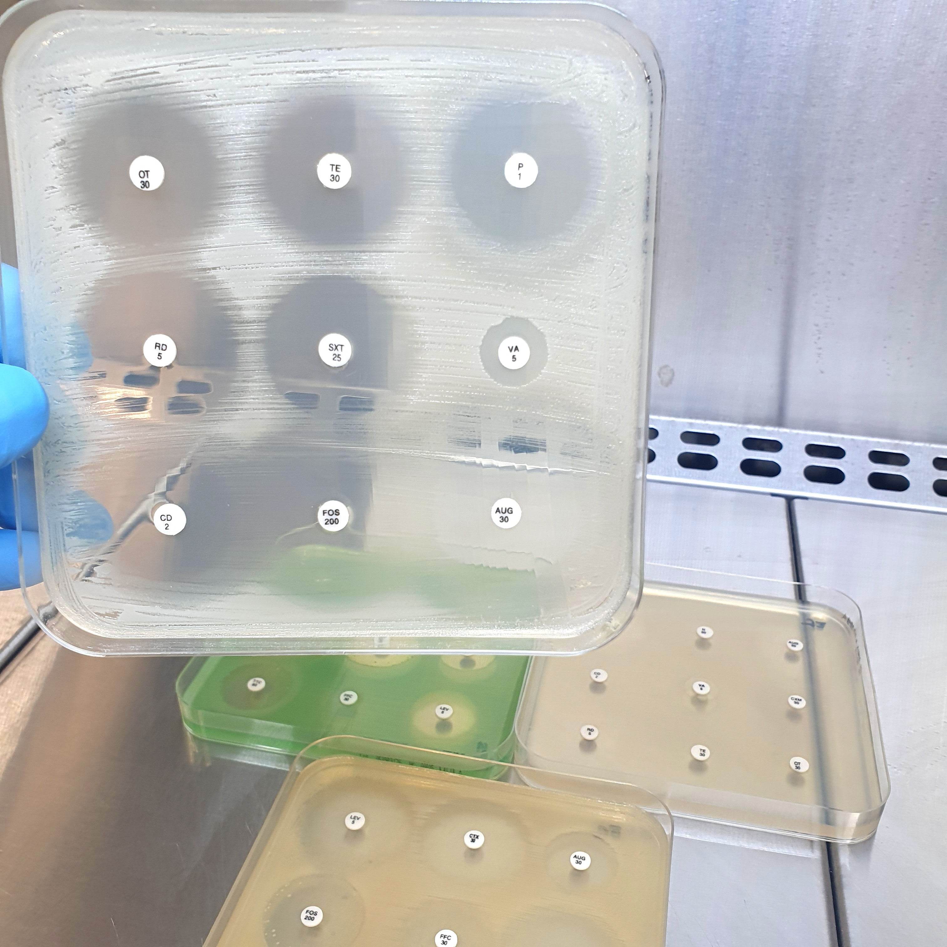 Mueller Hinton II Agar (Sheep Blood 5%) - Kormay Biomedicals store