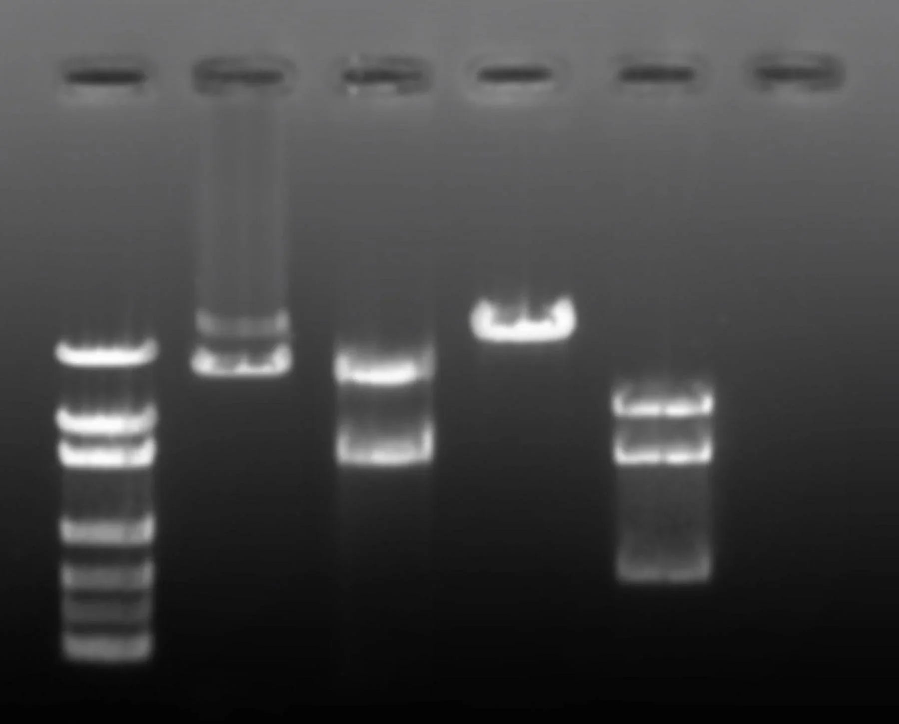 Restriction Enzyme Mapping - Kormay Biomedicals store