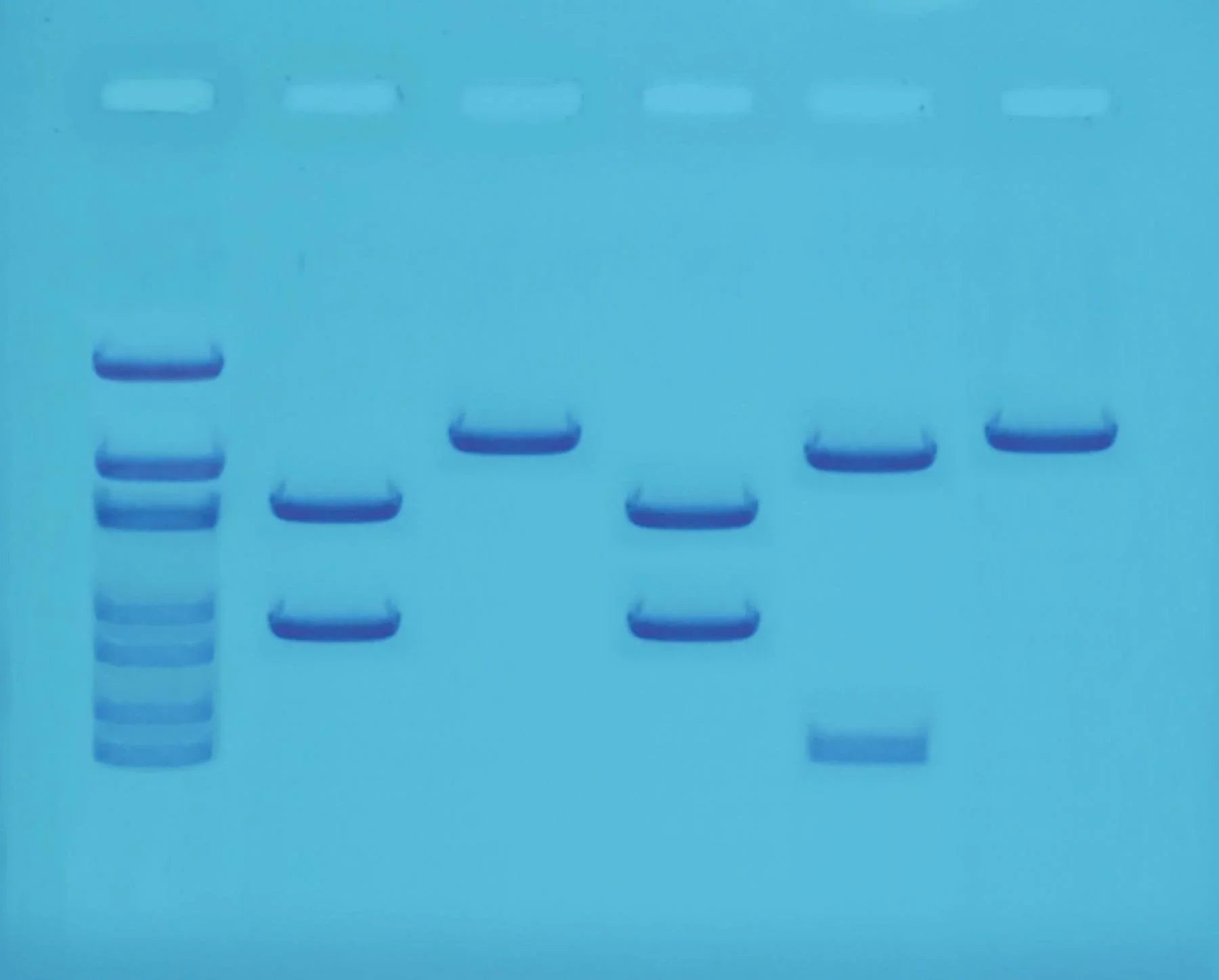 A-maizing Editing: Using CRISPR to Improve Crops - Kormay Biomedicals store