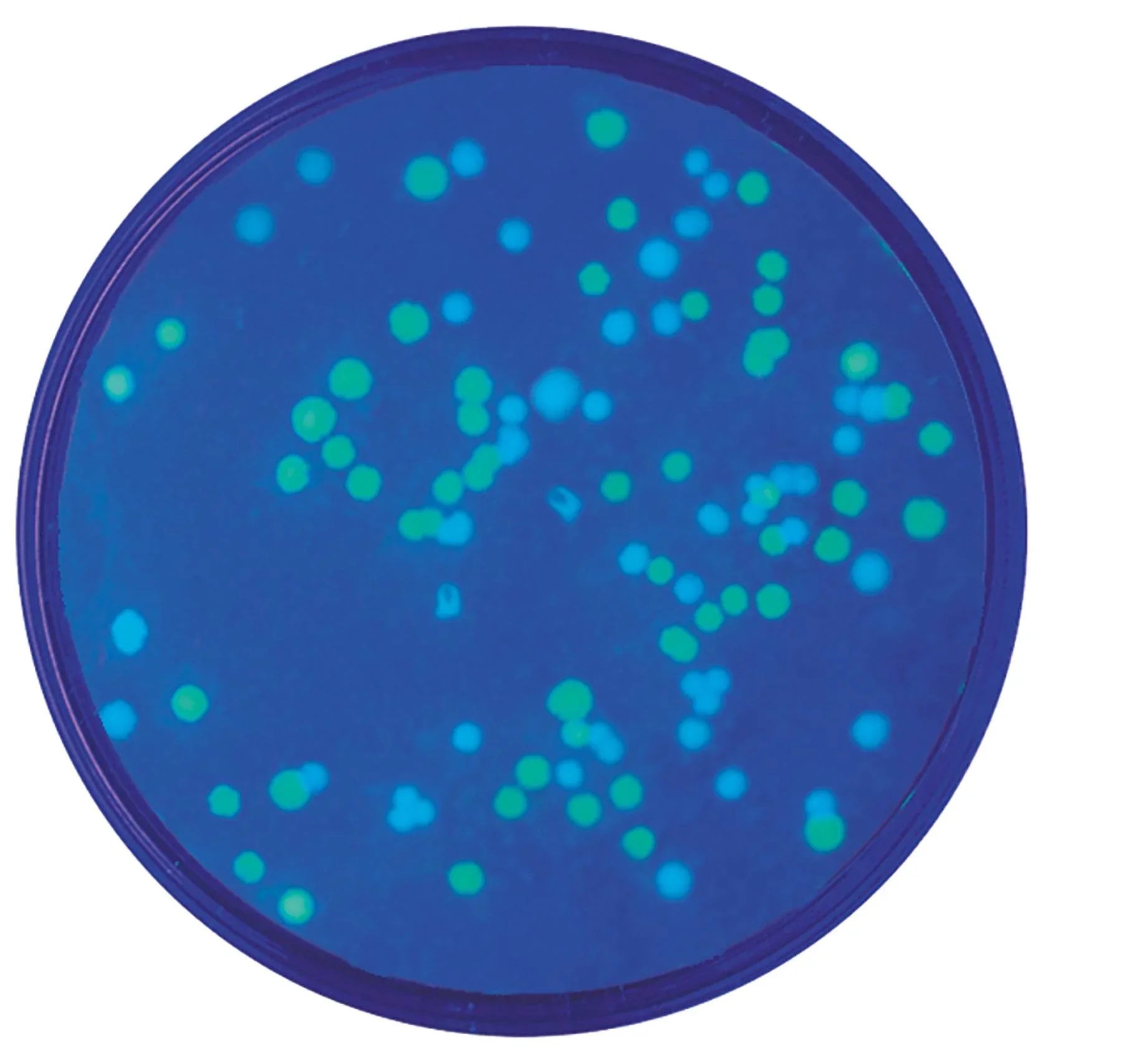 Transformation of E. coli with Green & Blue Fluorescent Proteins - Kormay Biomedicals store
