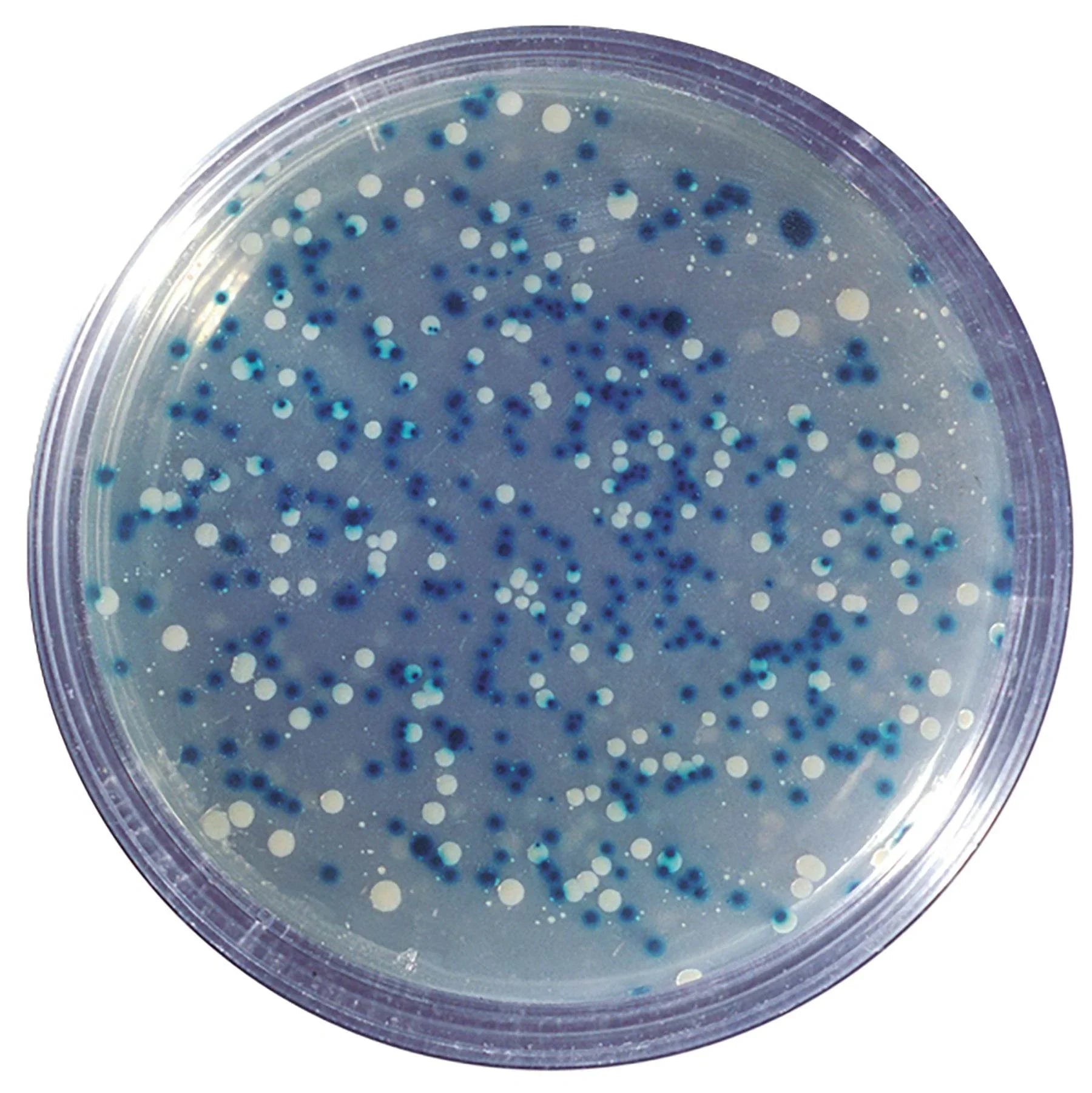 Blue/White Cloning of a DNA Fragment and Assay of B-galactosidase - Kormay Biomedicals store