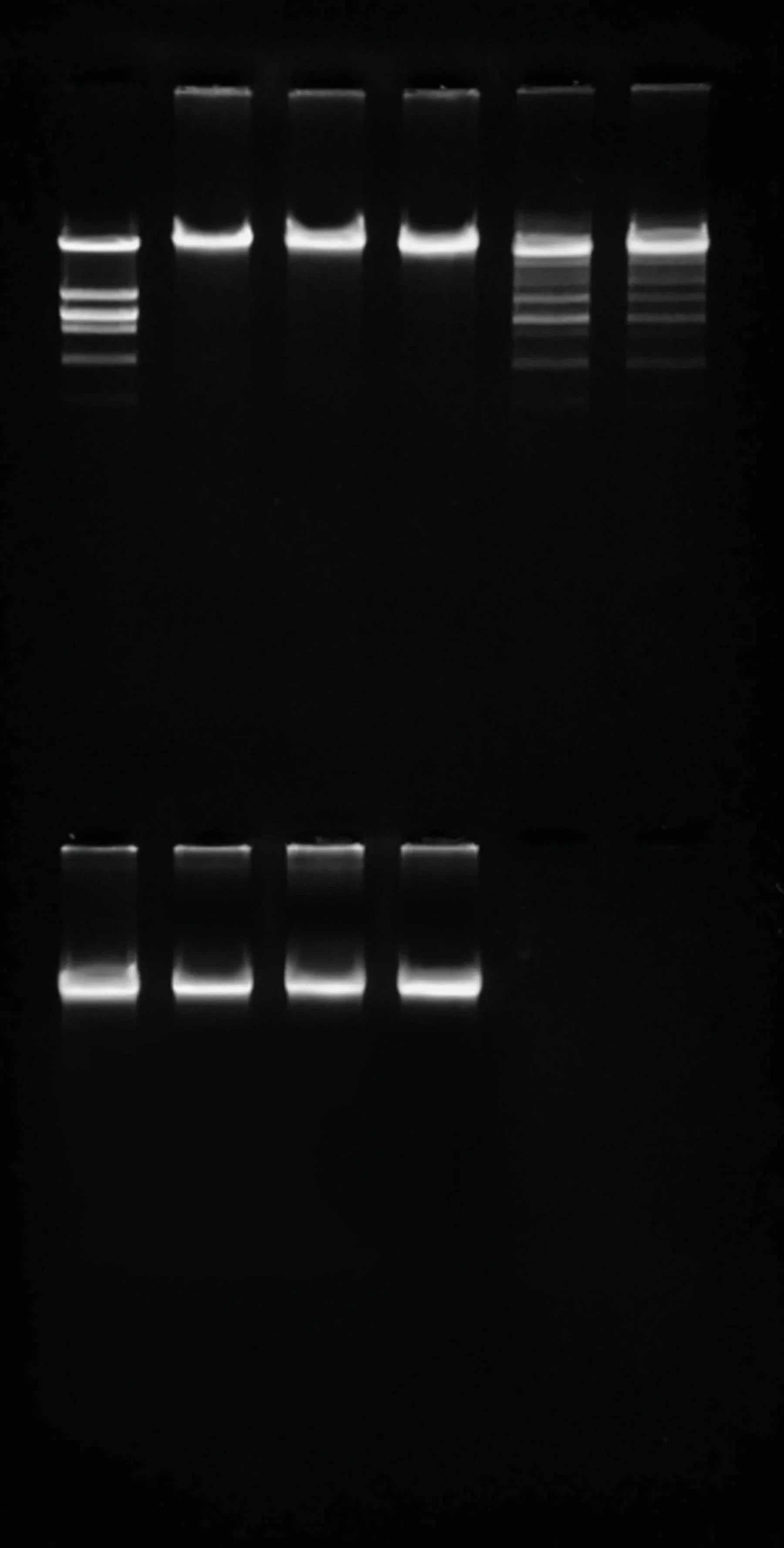 Purification of the Restriction Enzyme Eco RI - Kormay Biomedicals store