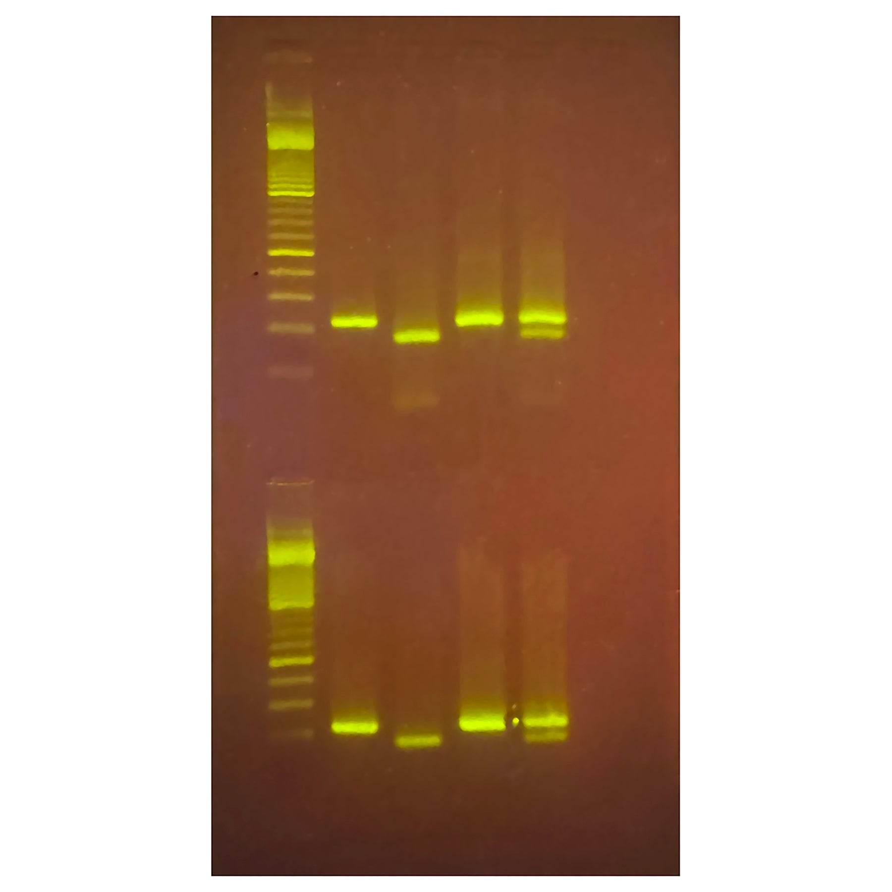 Exploring the Genetics of Taste: SNP Analysis of the PTC Gene Using PCR - Kormay Biomedicals store