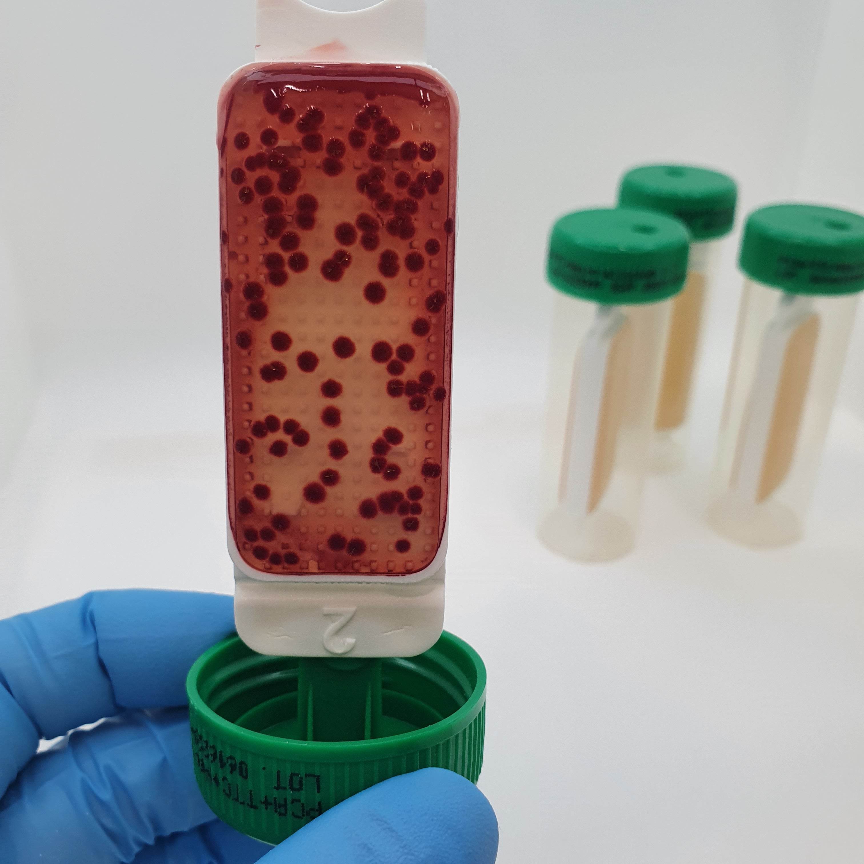 Contact Slide 9 (PCA+TTC+Neutralizing x 2) - Kormay Biomedicals store