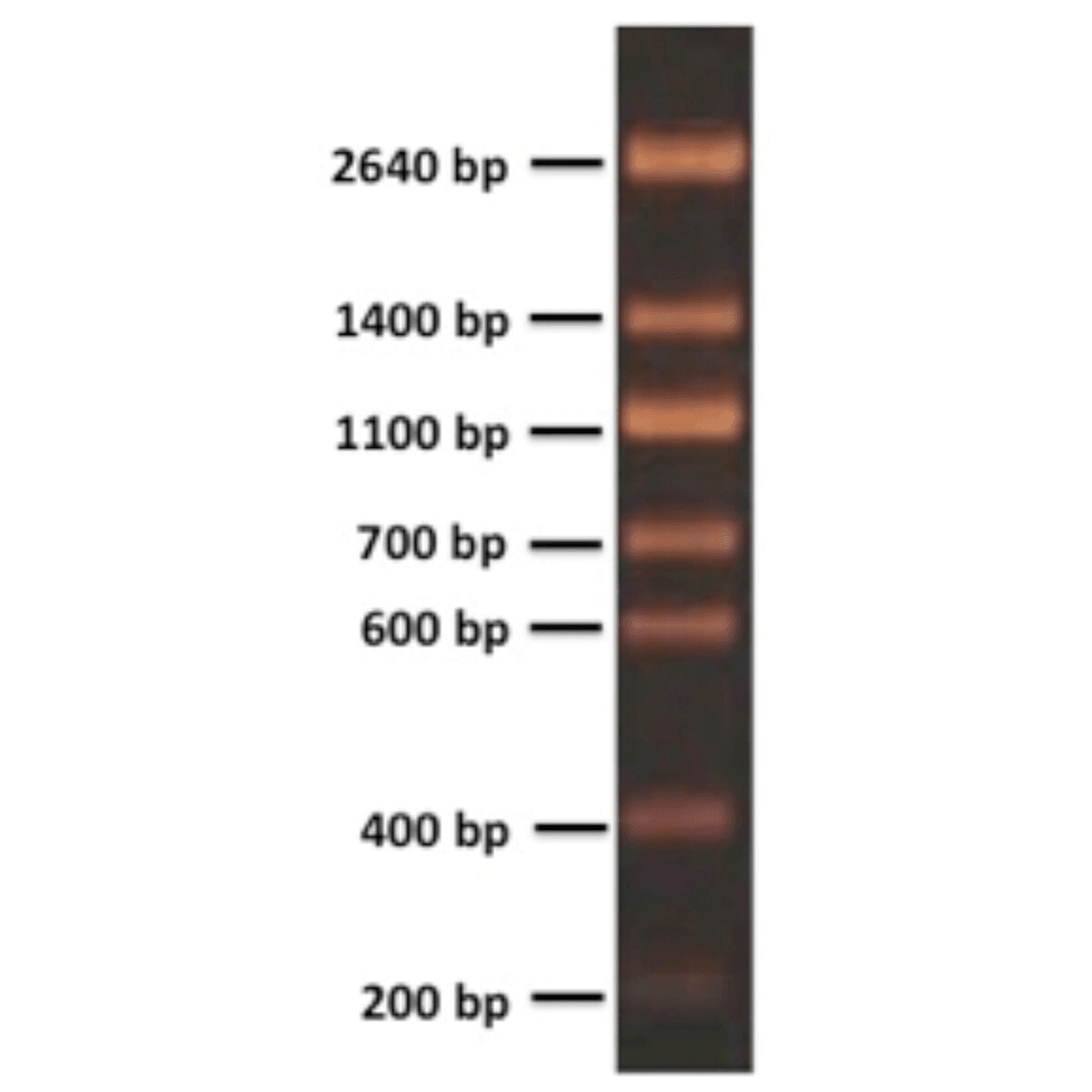 200 bp DNA Ladder - Kormay Biomedicals store