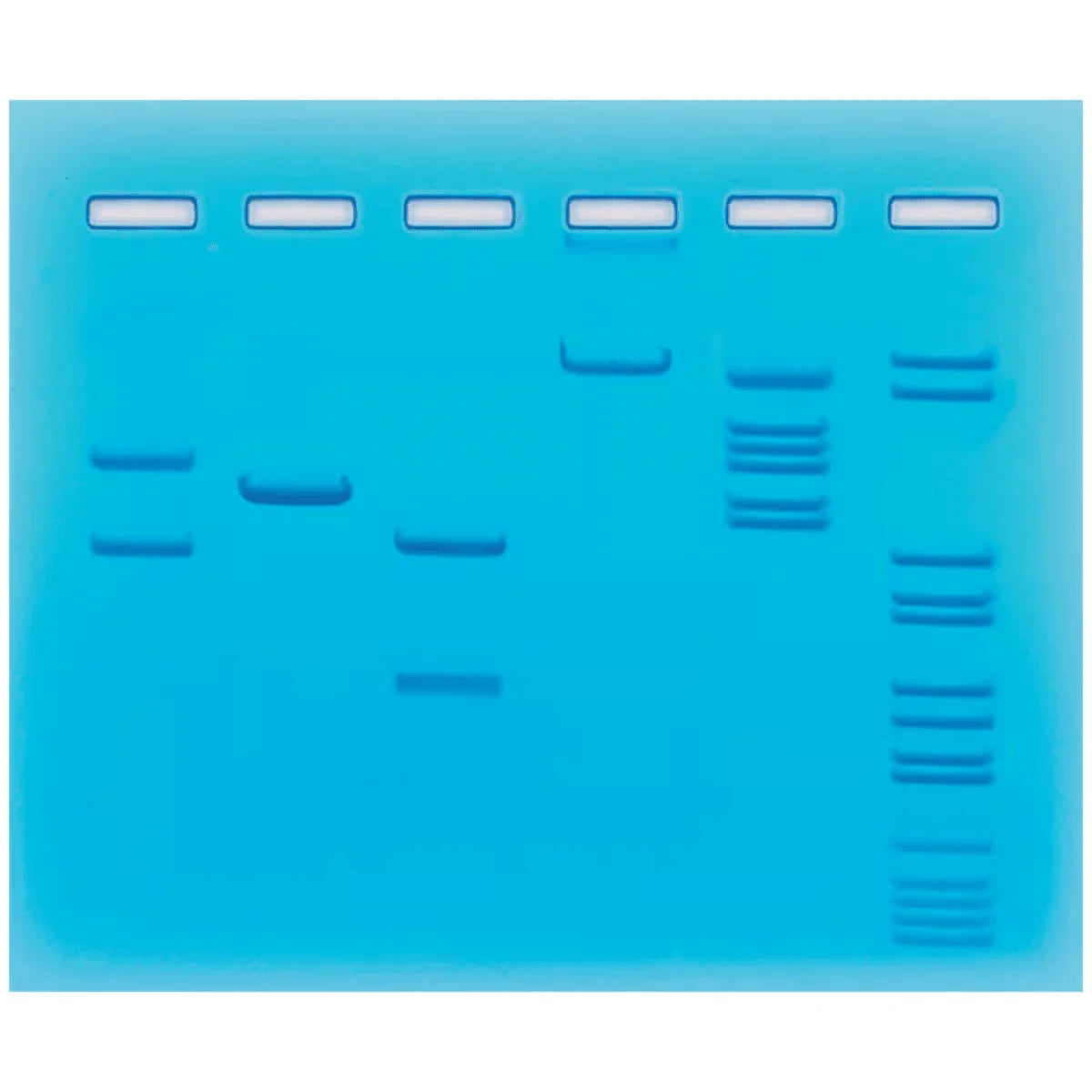 Restriction Enzyme Cleavage of Plasmid and Lambda DNA - Kormay Biomedicals store