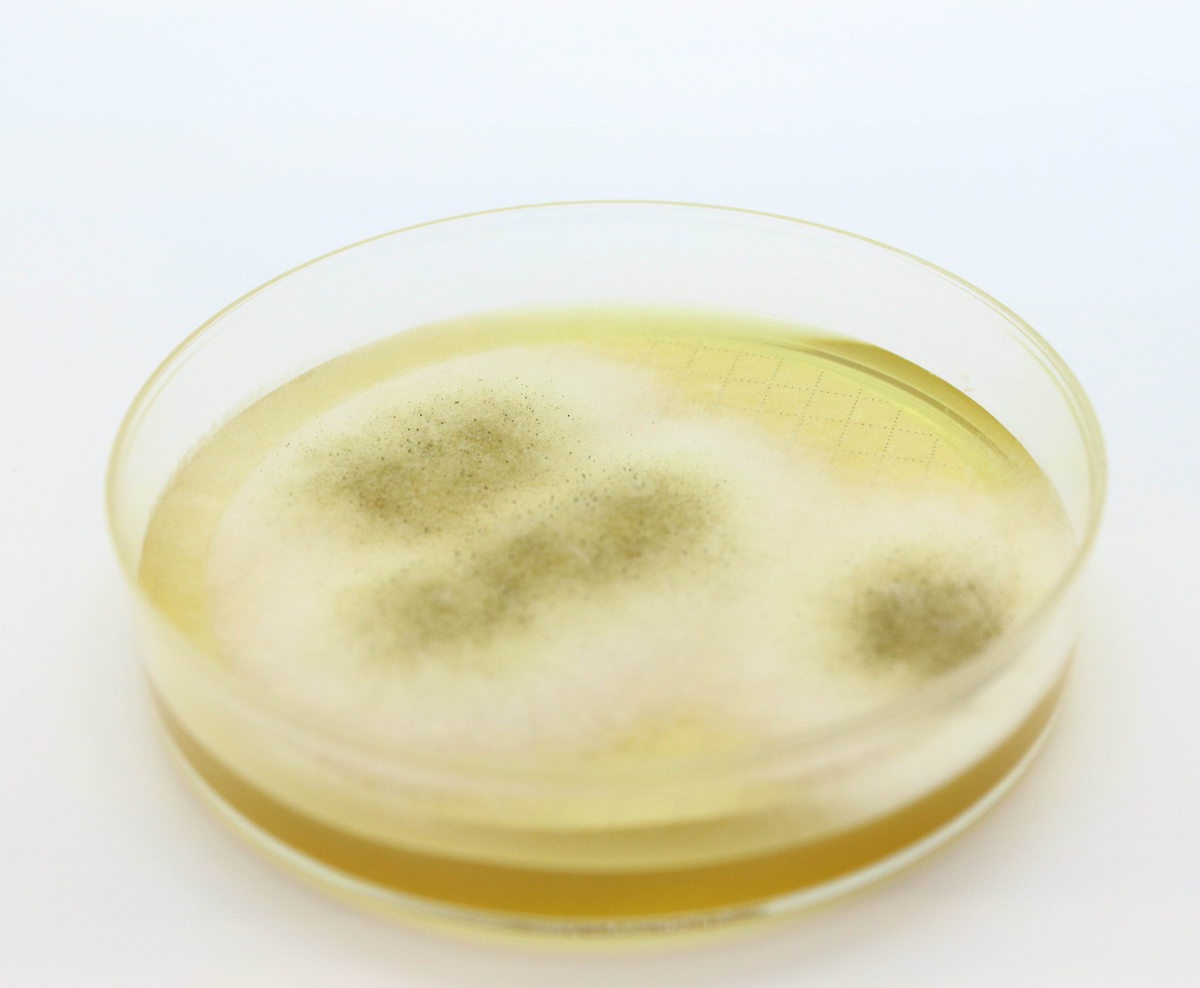 Easy Dry M-Green Yeast & Mold - Kormay Biomedicals store