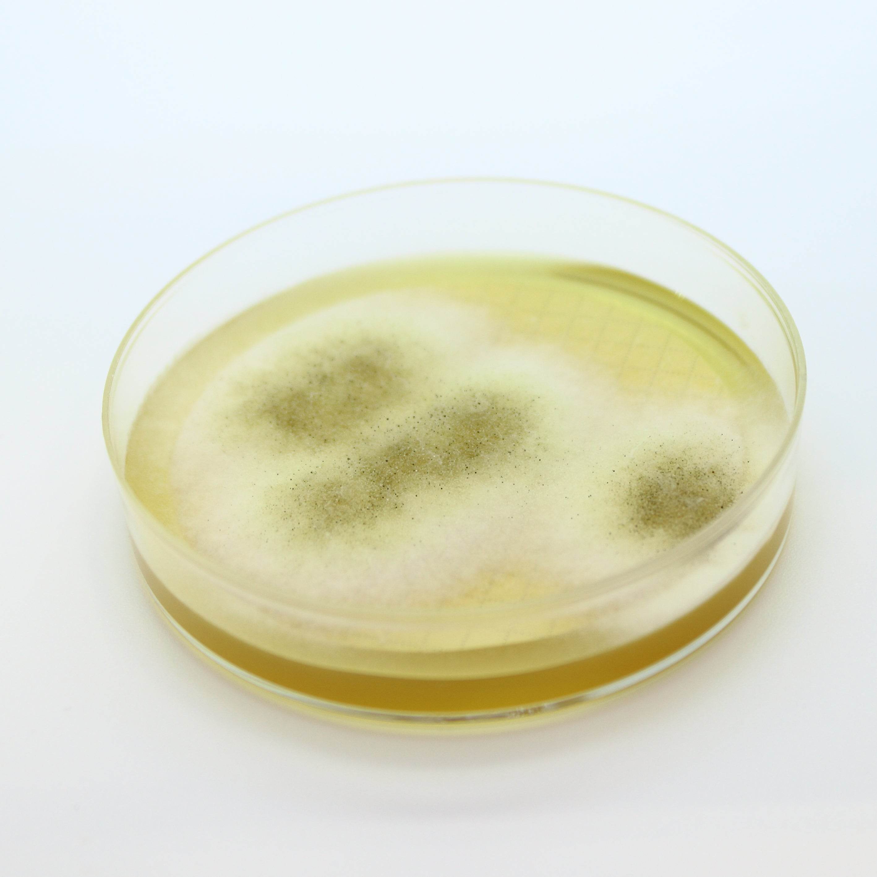 Easy Dry M-Green Yeast & Mold - Kormay Biomedicals store