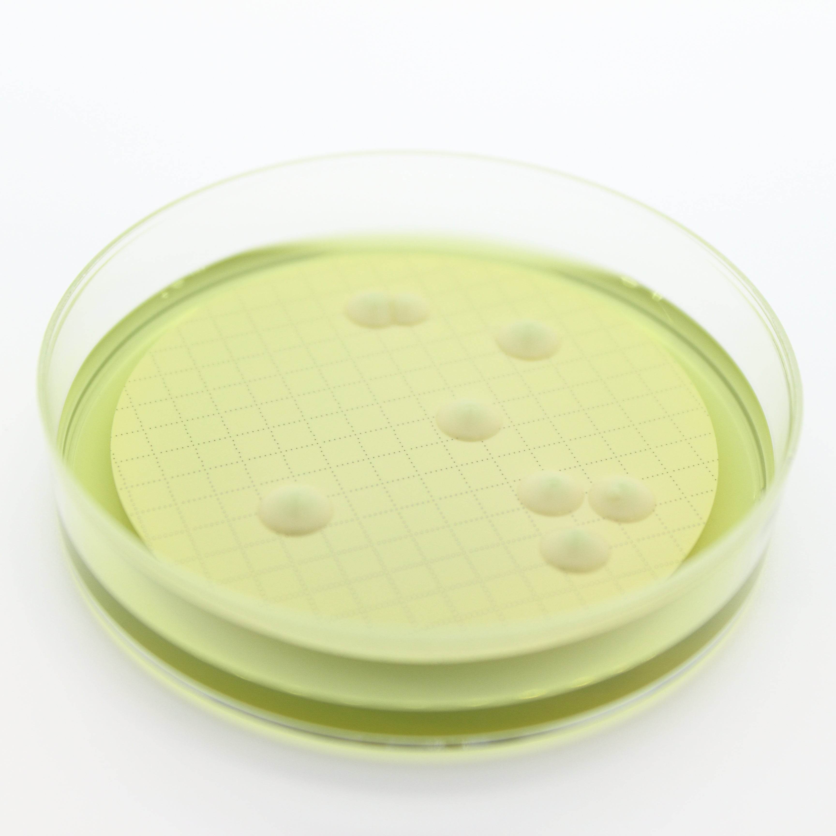 Easy Dry M-Green Yeast & Mold - Kormay Biomedicals store