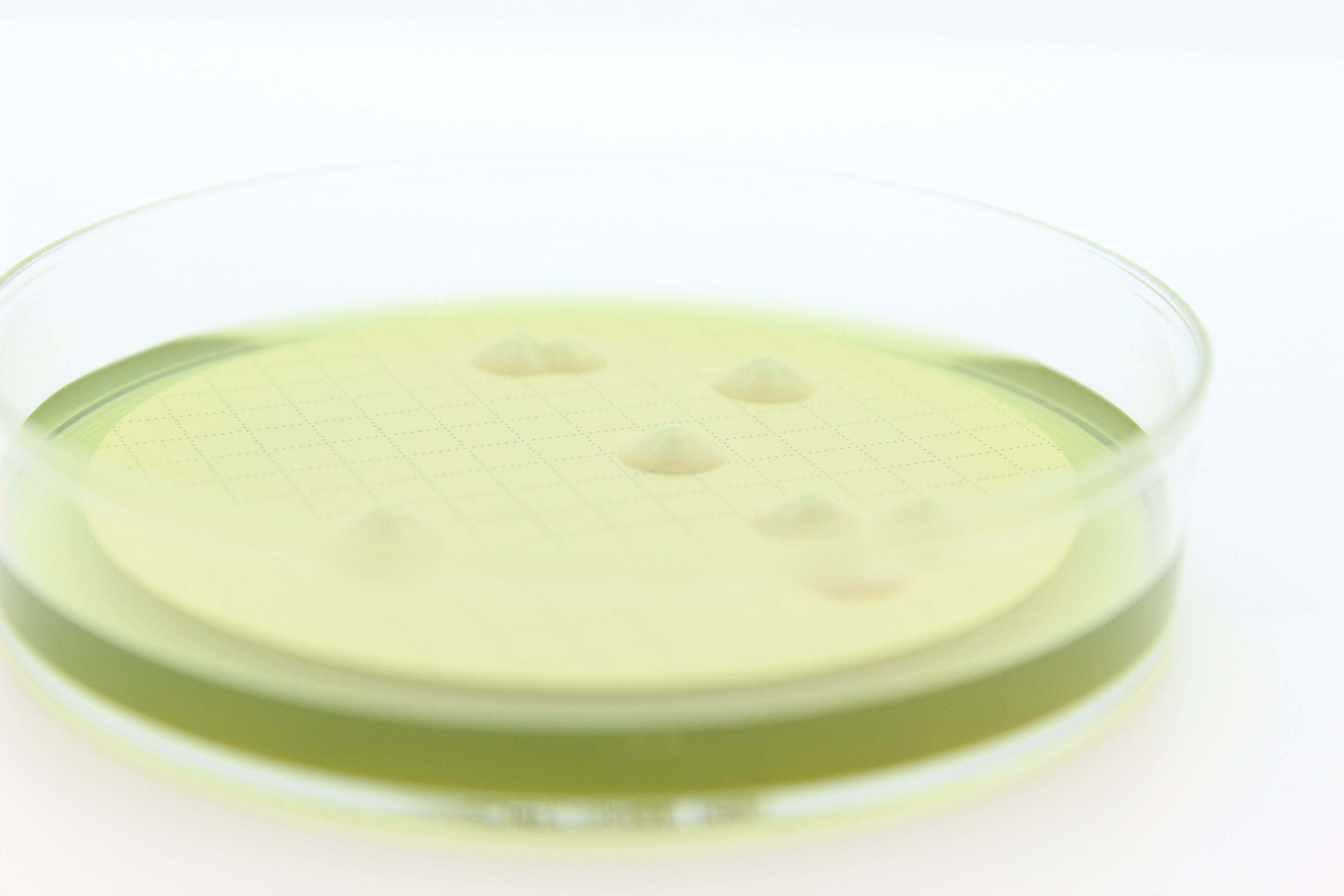 Easy Dry M-Green Yeast & Mold - Kormay Biomedicals store