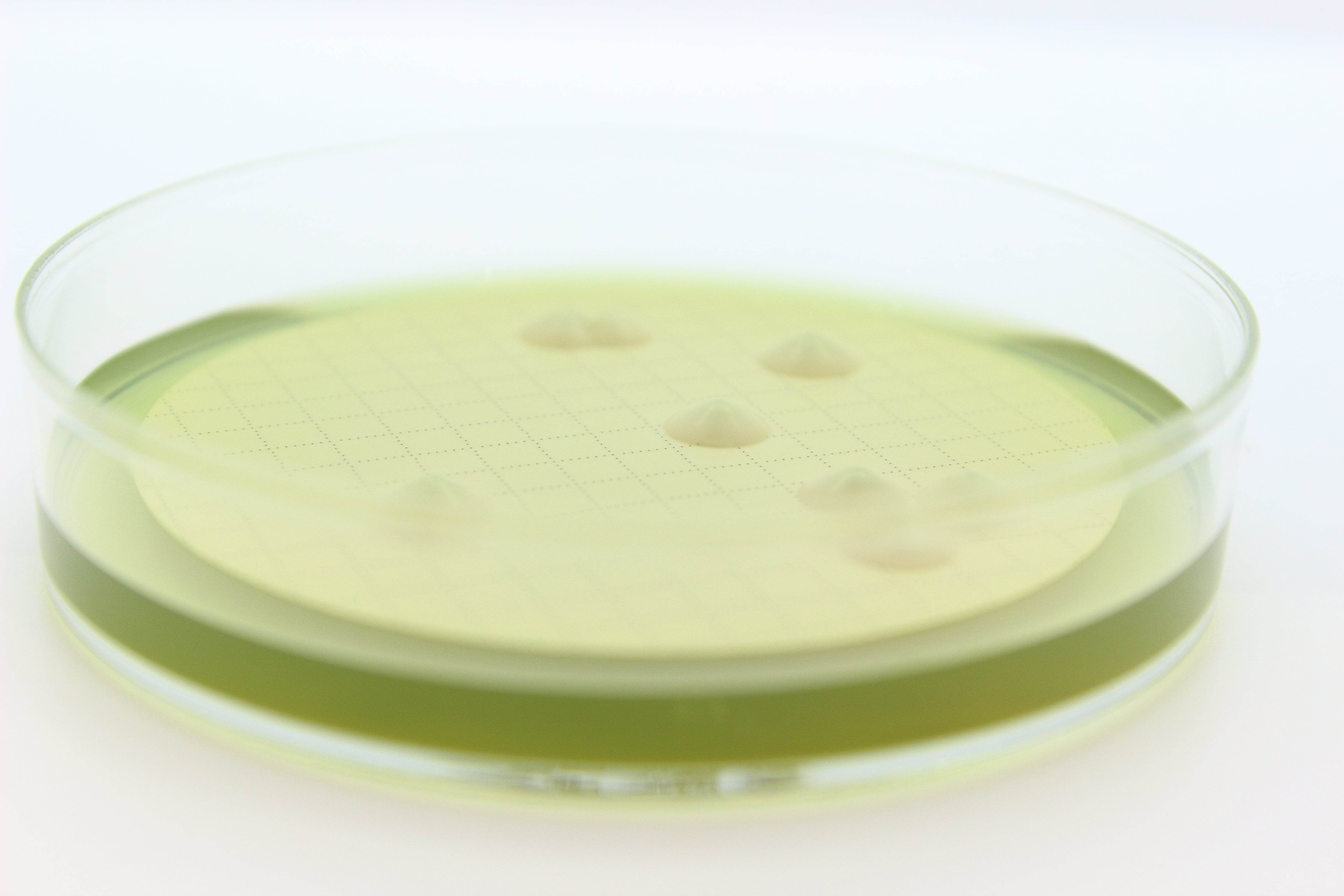 Easy Dry M-Green Yeast & Mold - Kormay Biomedicals store