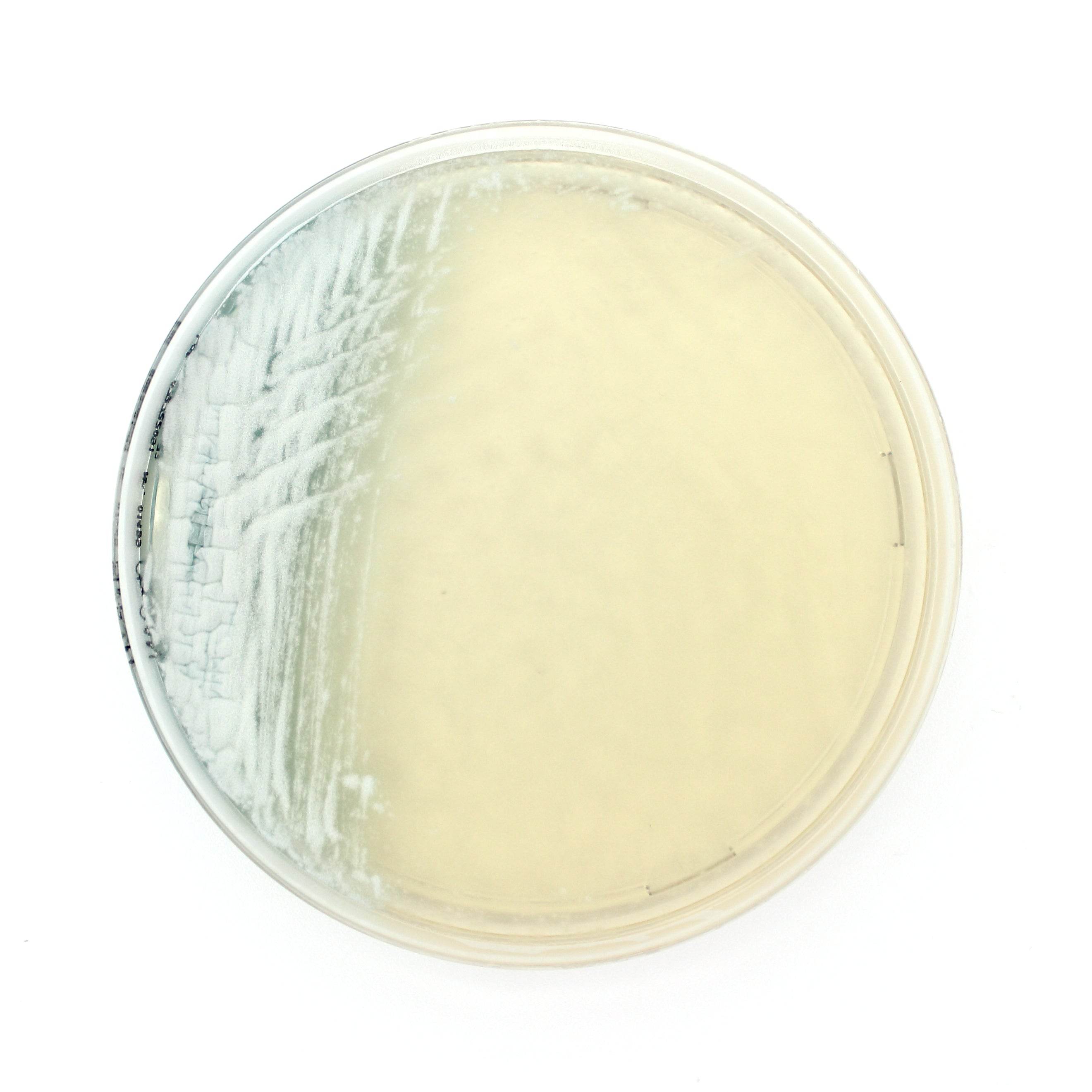 Chromatic Candida - Kormay Biomedicals store
