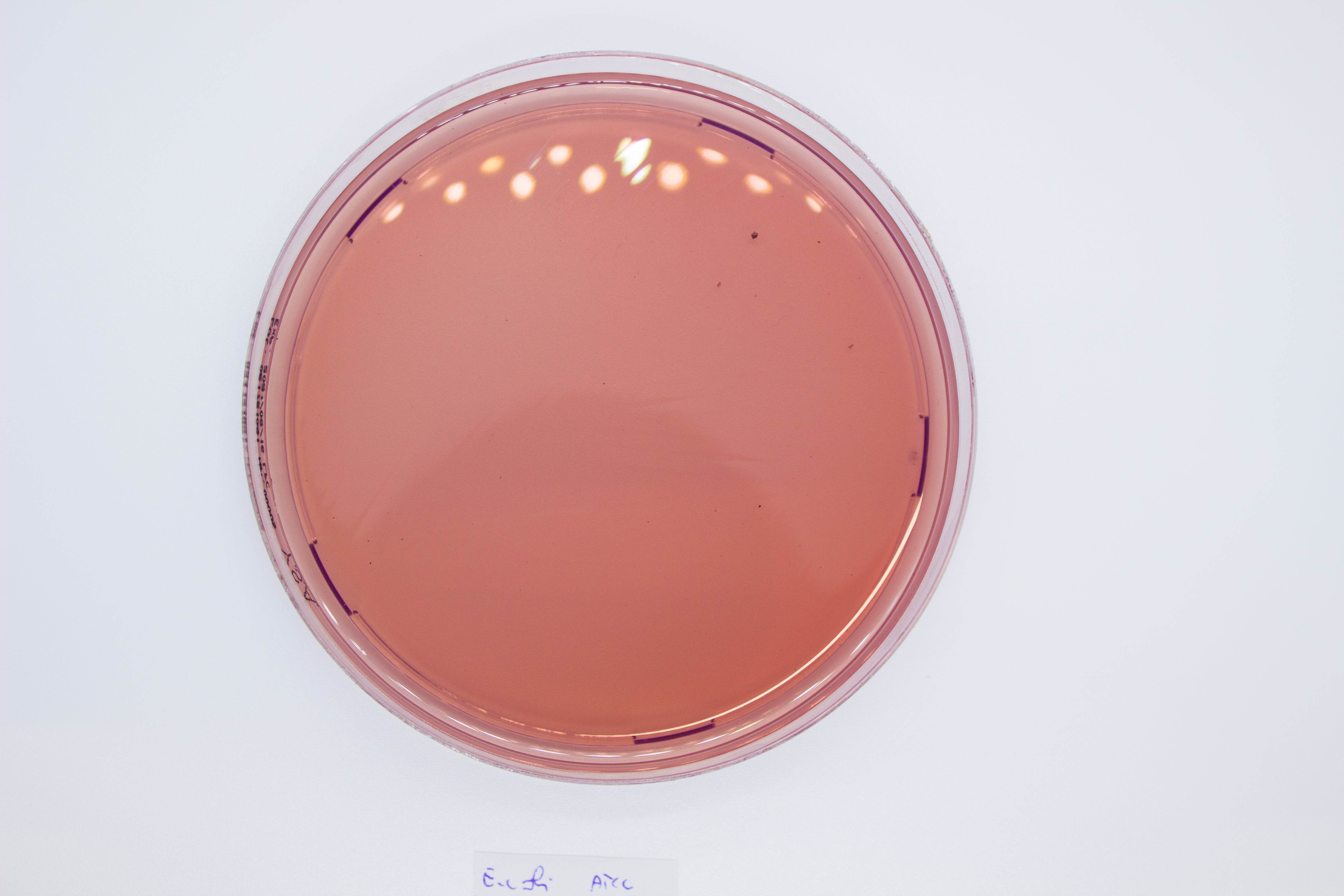 YERSINIA Selective Agar - Kormay Biomedicals store