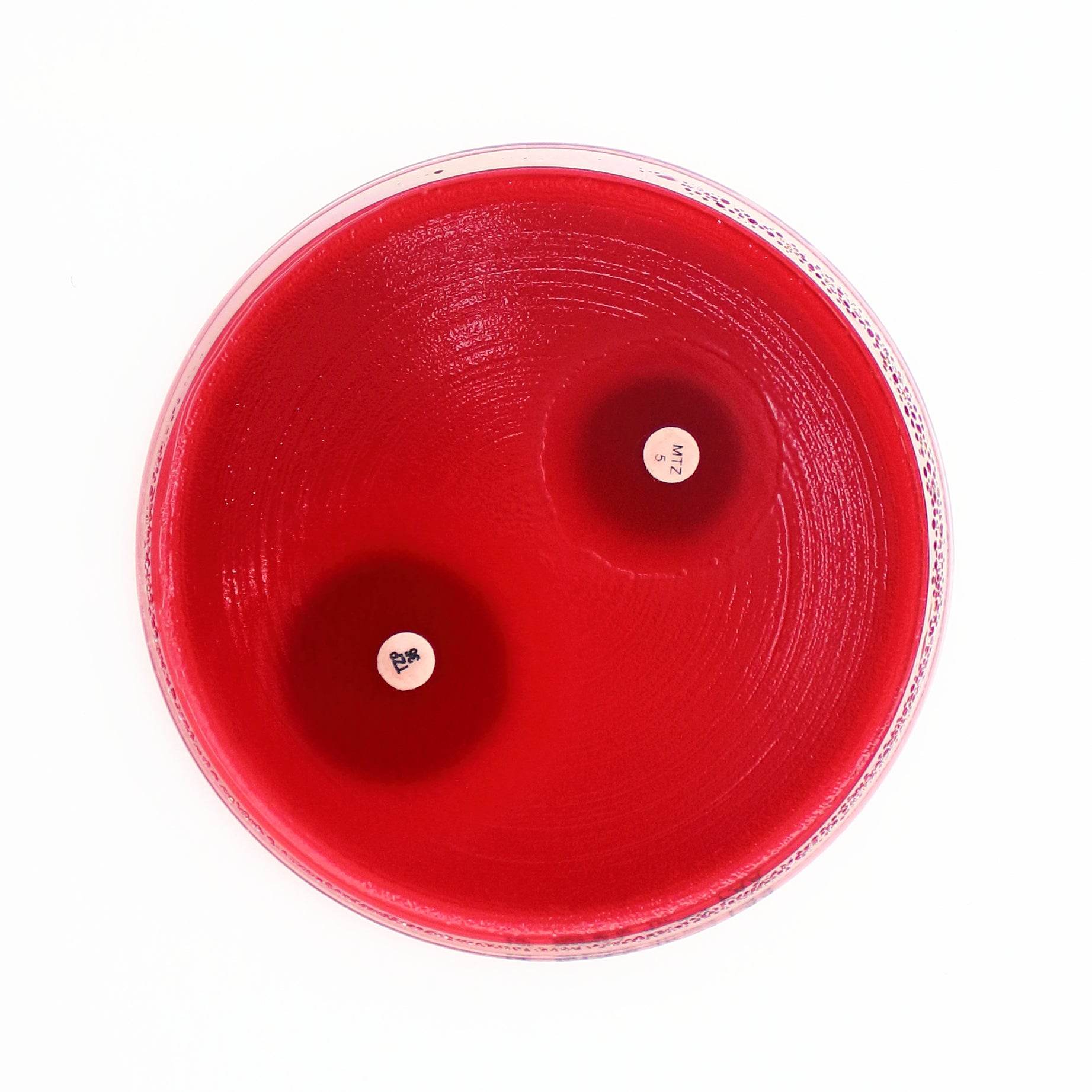 Fastidious Anaerobe Agar - Kormay Biomedicals store