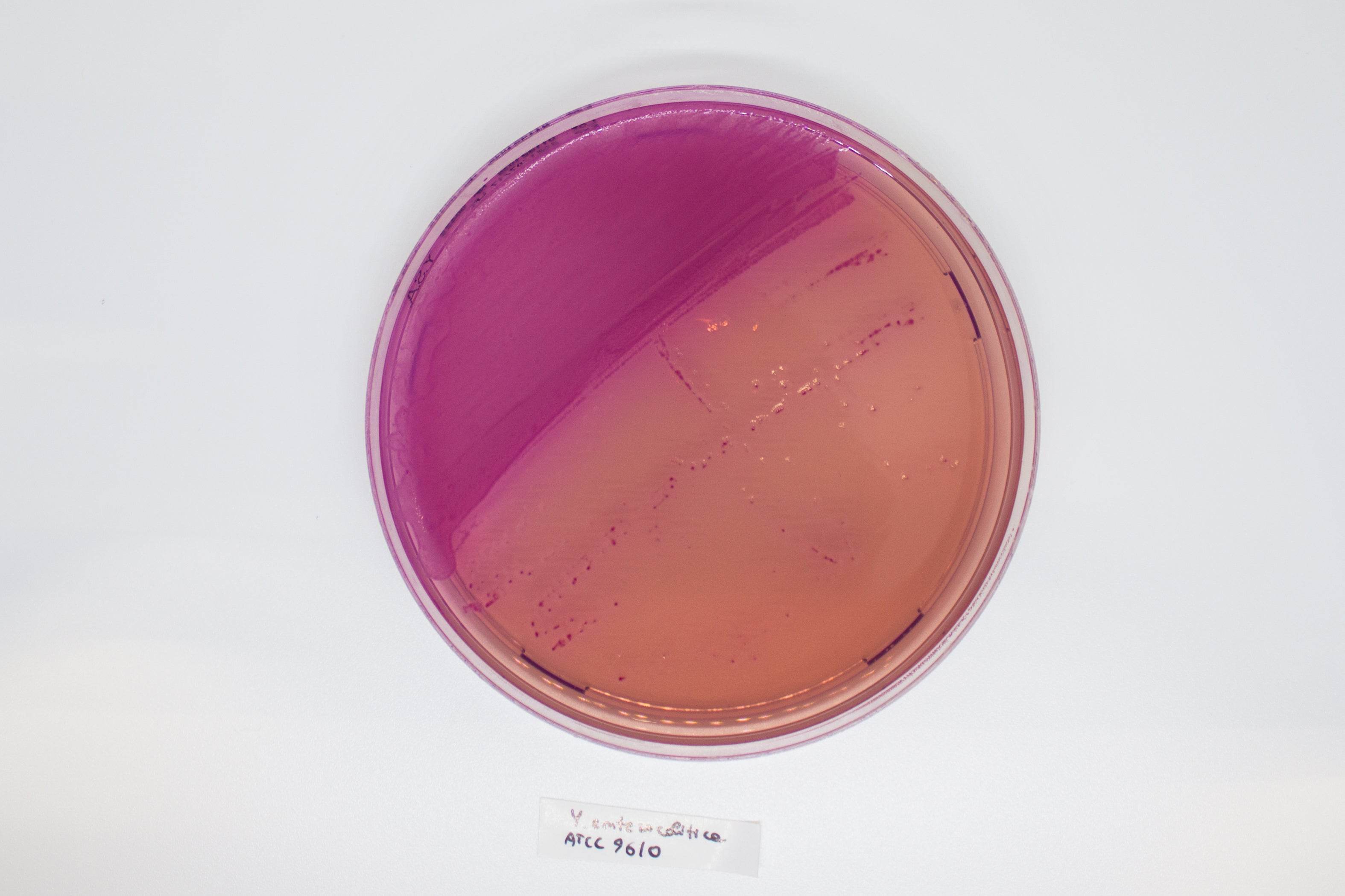 YERSINIA Selective Agar - Kormay Biomedicals store