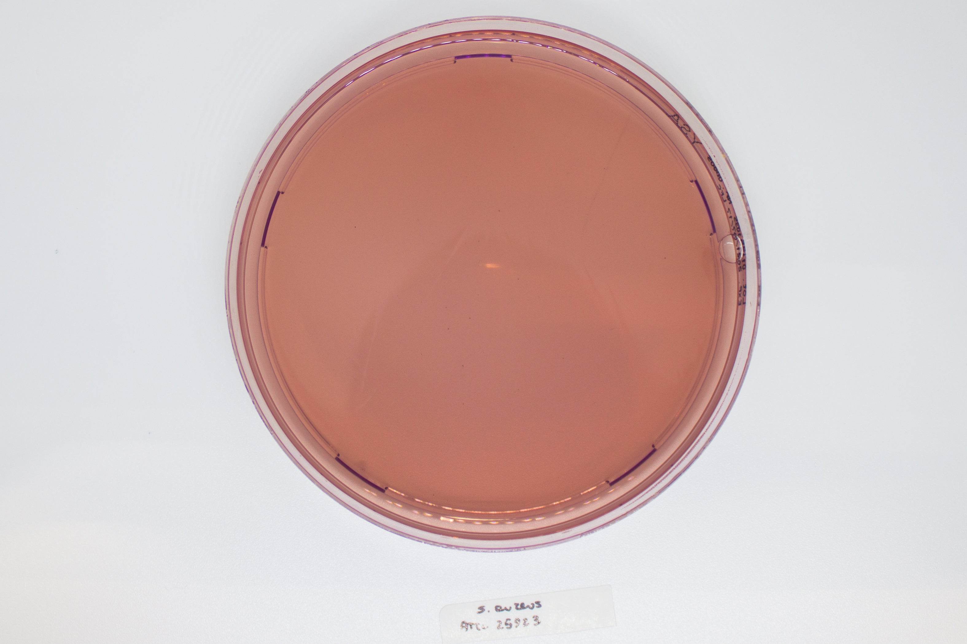 YERSINIA Selective Agar - Kormay Biomedicals store