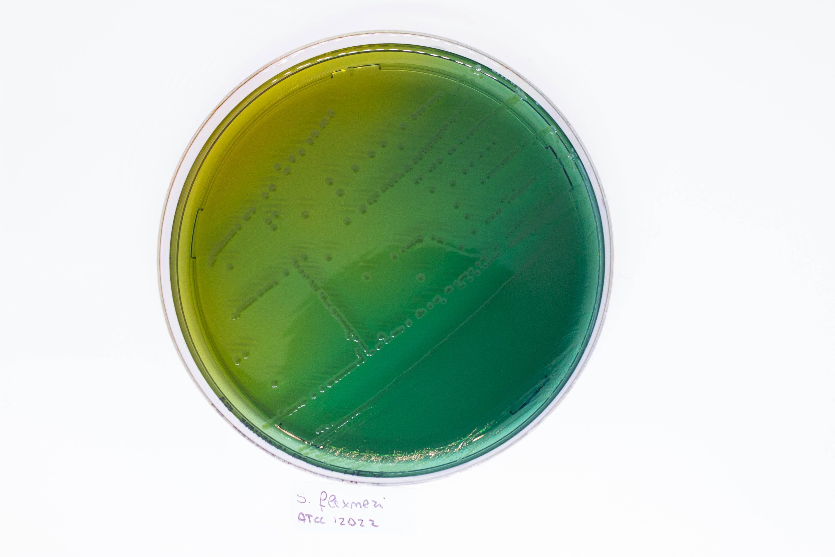 Hektoen Enteric Agar - Kormay Biomedicals store