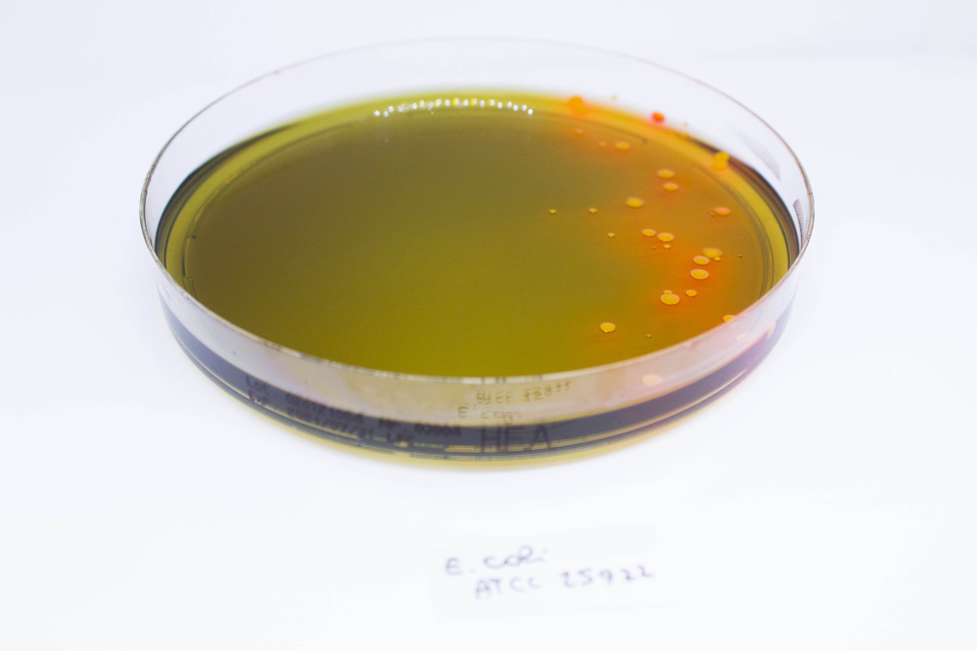 Hektoen Enteric Agar - Kormay Biomedicals store