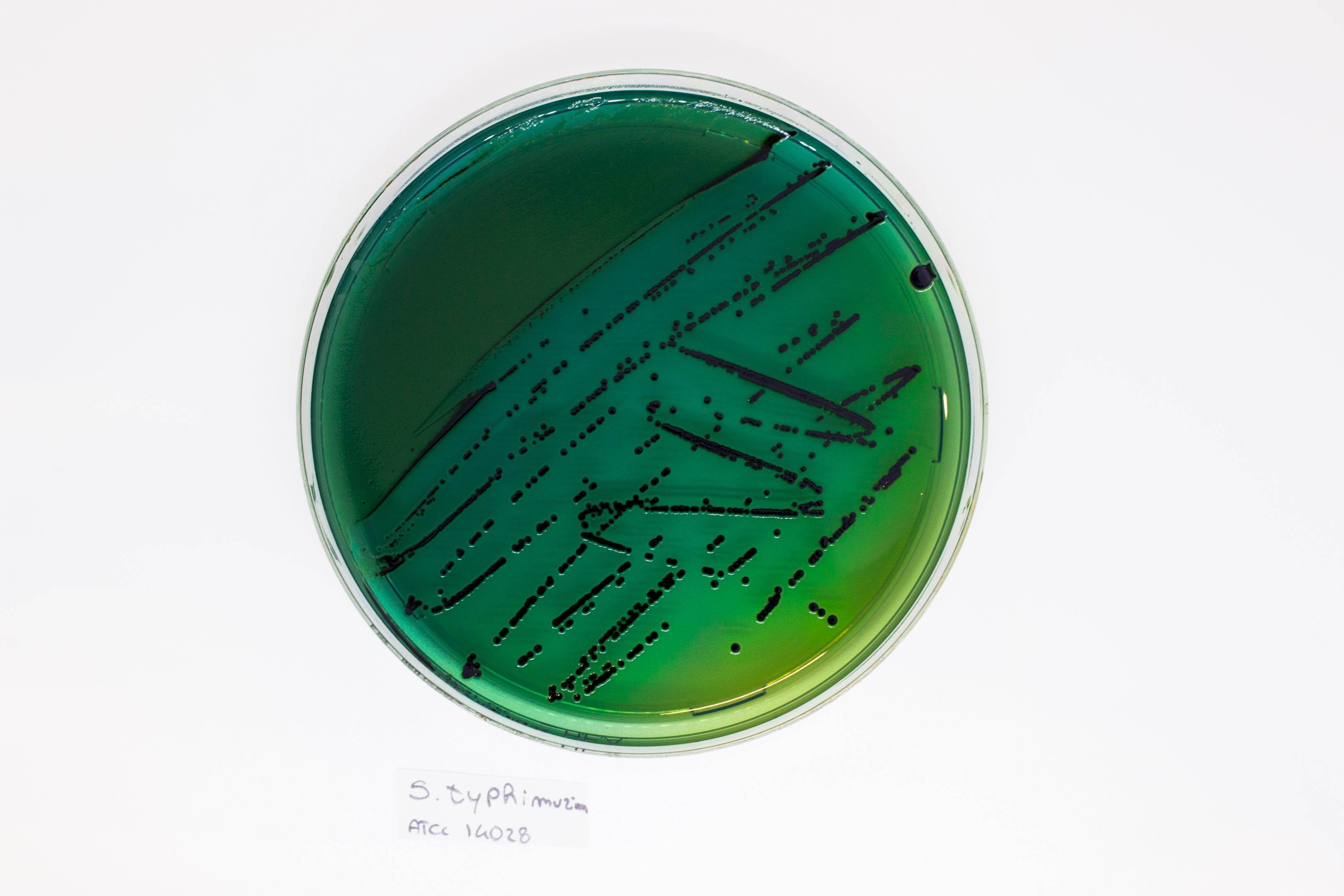 Hektoen Enteric Agar - Kormay Biomedicals store