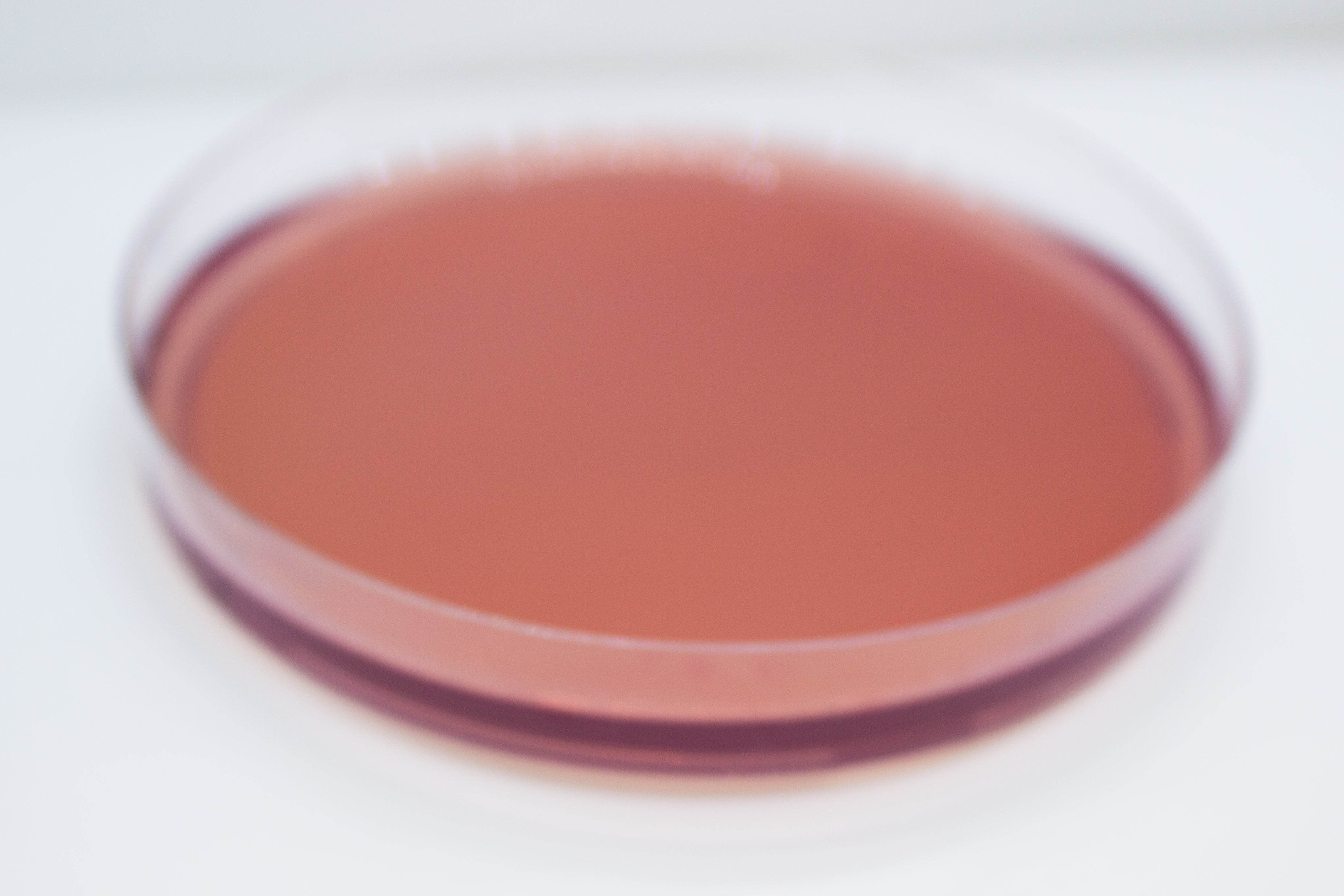 YERSINIA Selective Agar - Kormay Biomedicals store