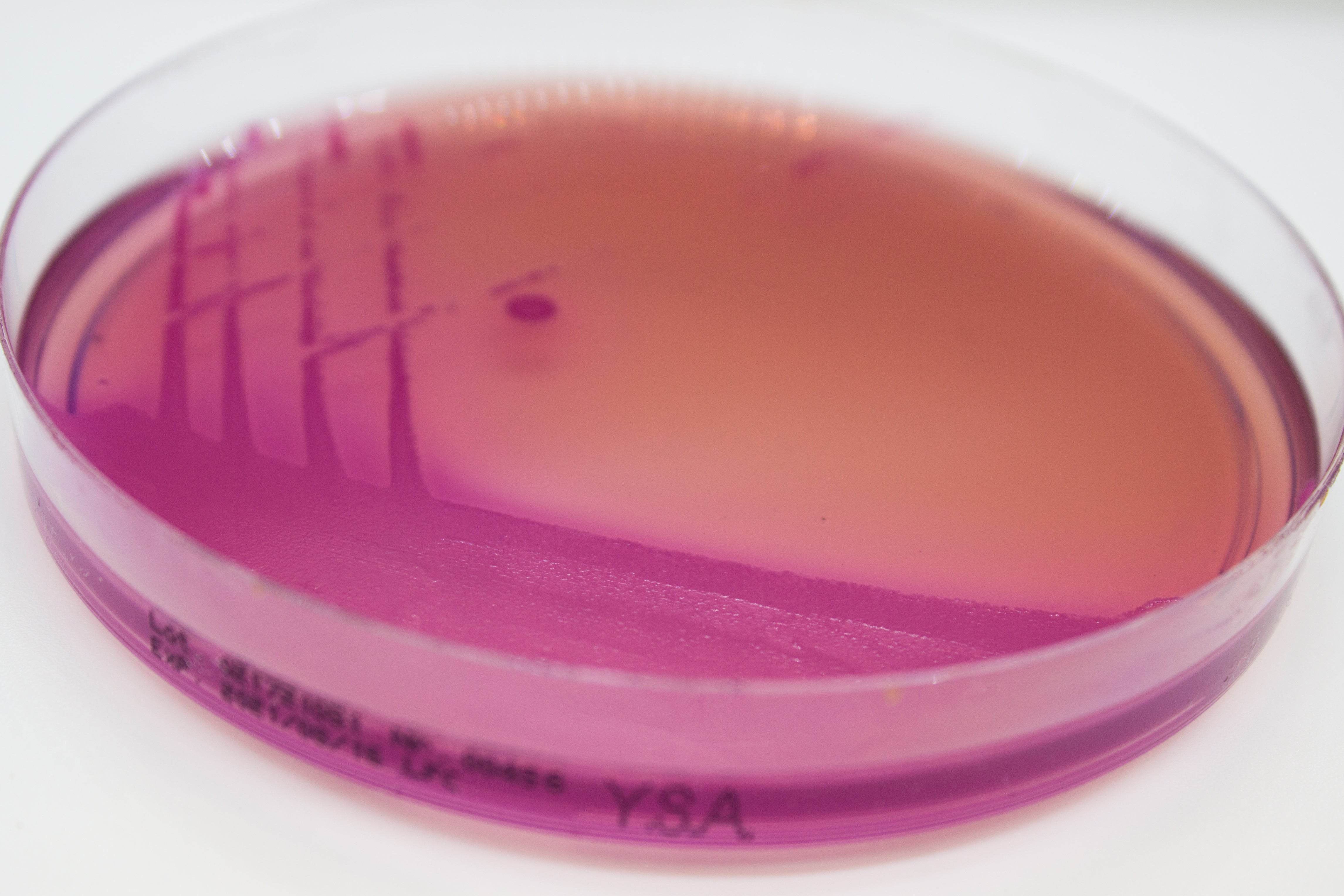 YERSINIA Selective Agar - Kormay Biomedicals store