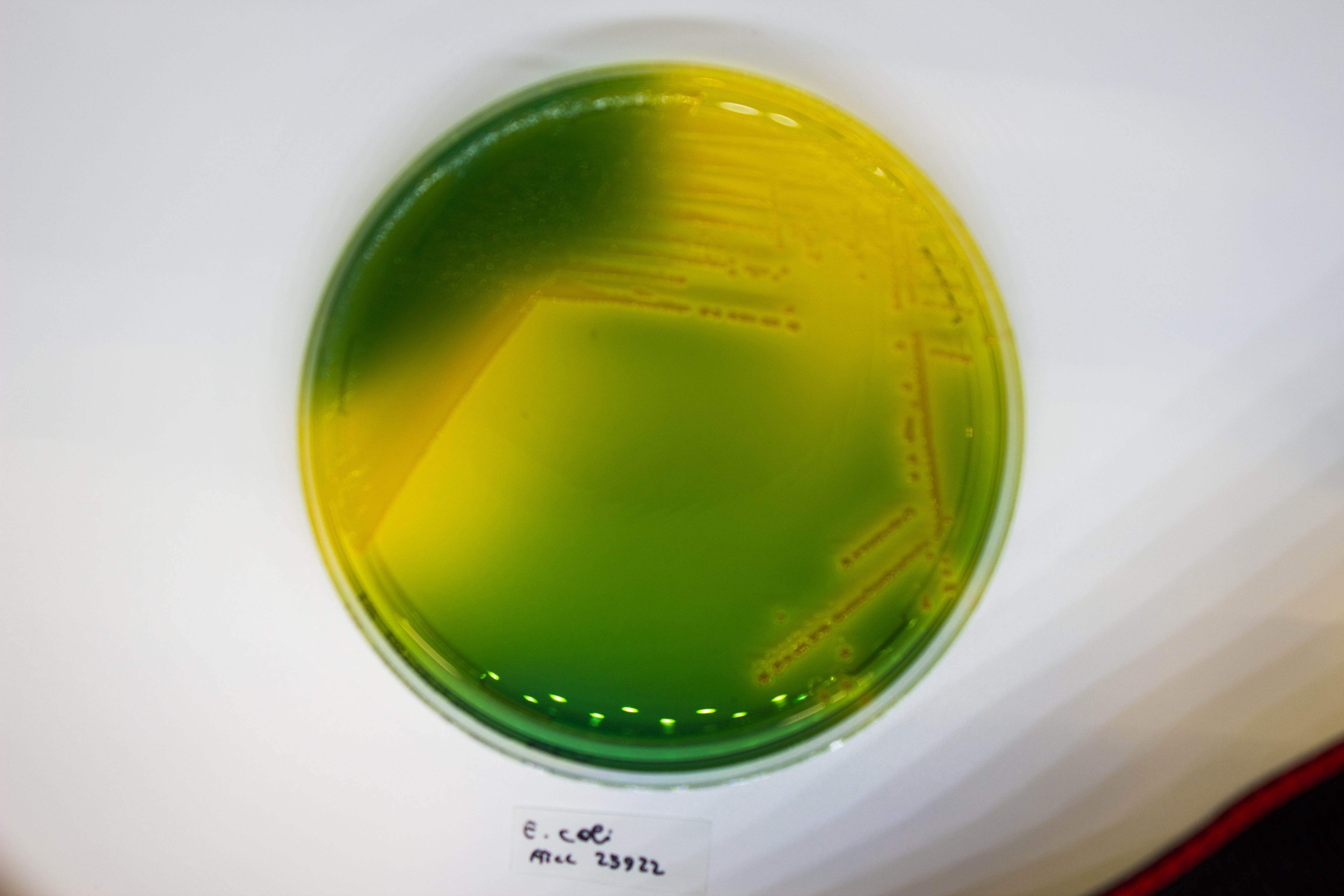 WURTZ Lactose Agar - Kormay Biomedicals store