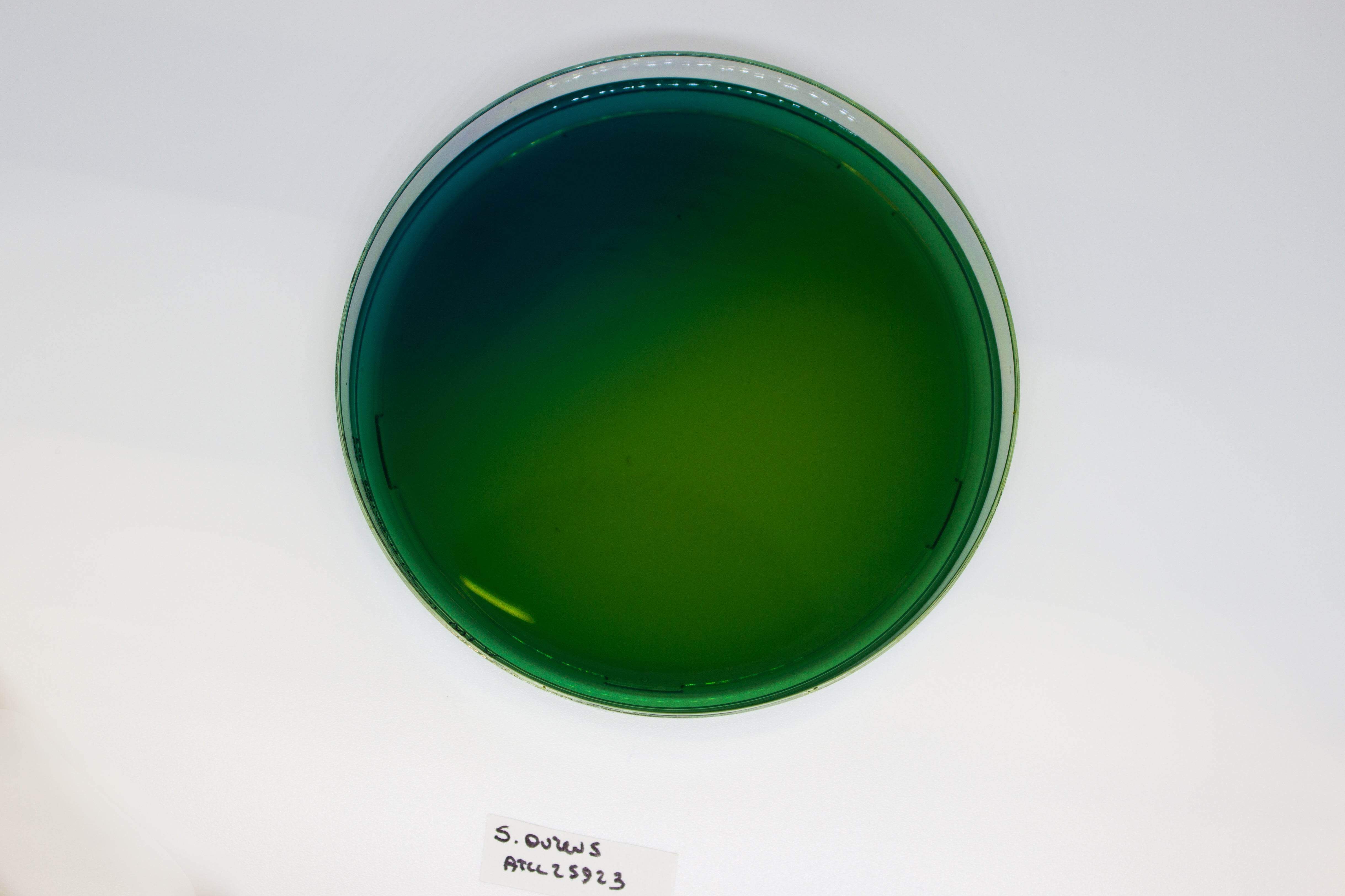 WURTZ Lactose Agar - Kormay Biomedicals store