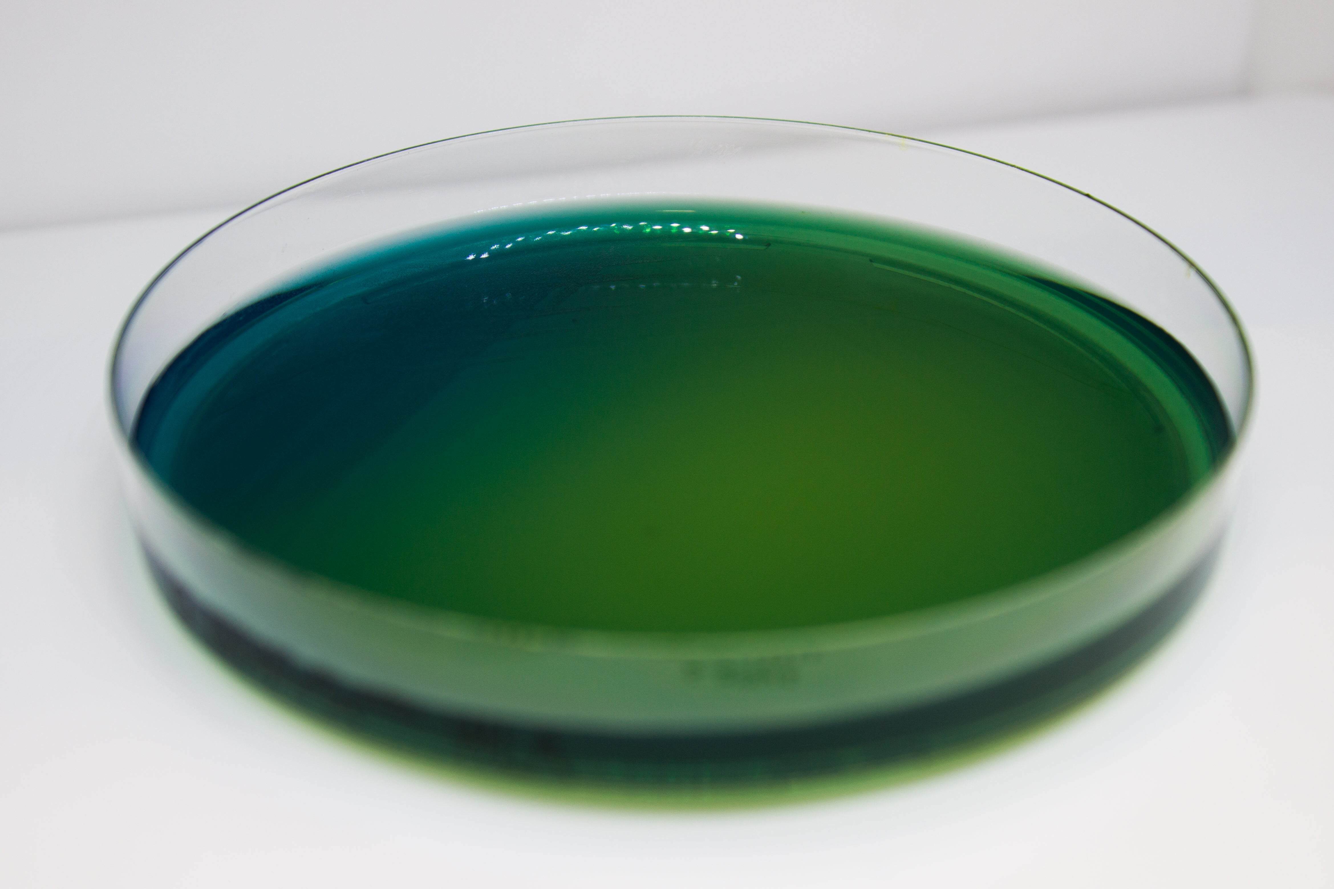 WURTZ Lactose Agar - Kormay Biomedicals store