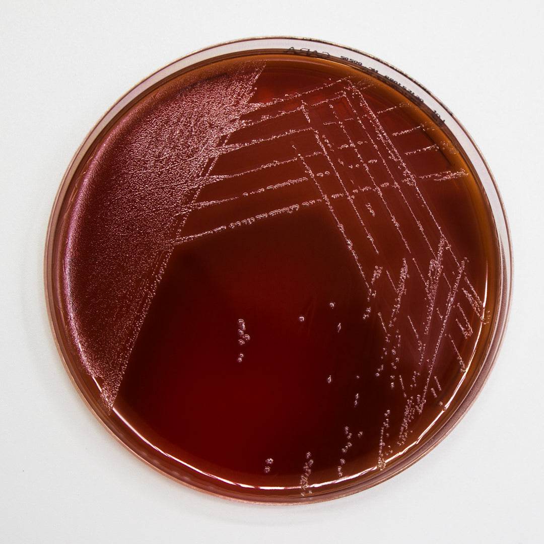 M.S.R.V. Agar - Kormay Biomedicals store