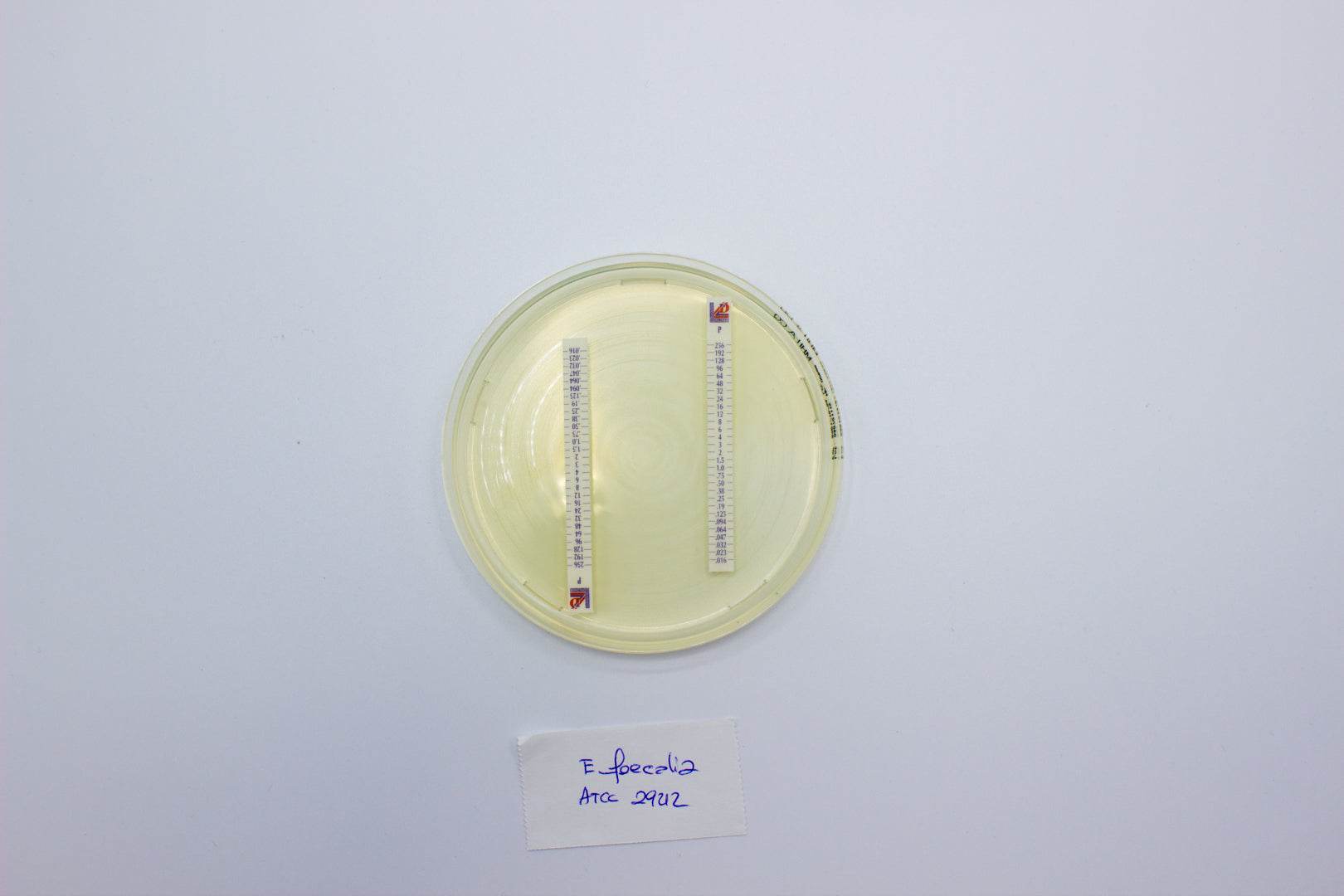Mueller Hinton II Agar - Kormay Biomedicals store