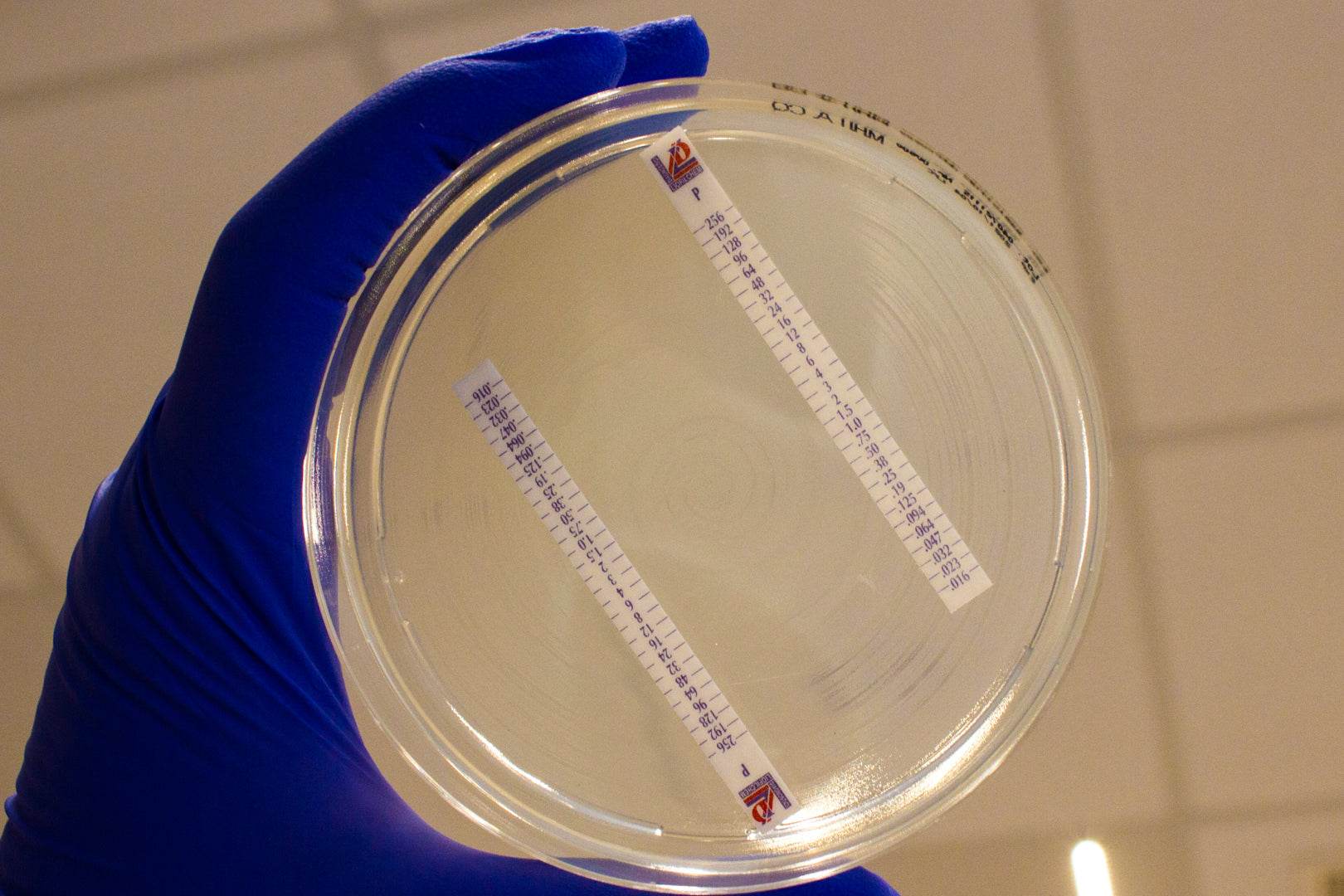Mueller Hinton II Agar - Kormay Biomedicals store