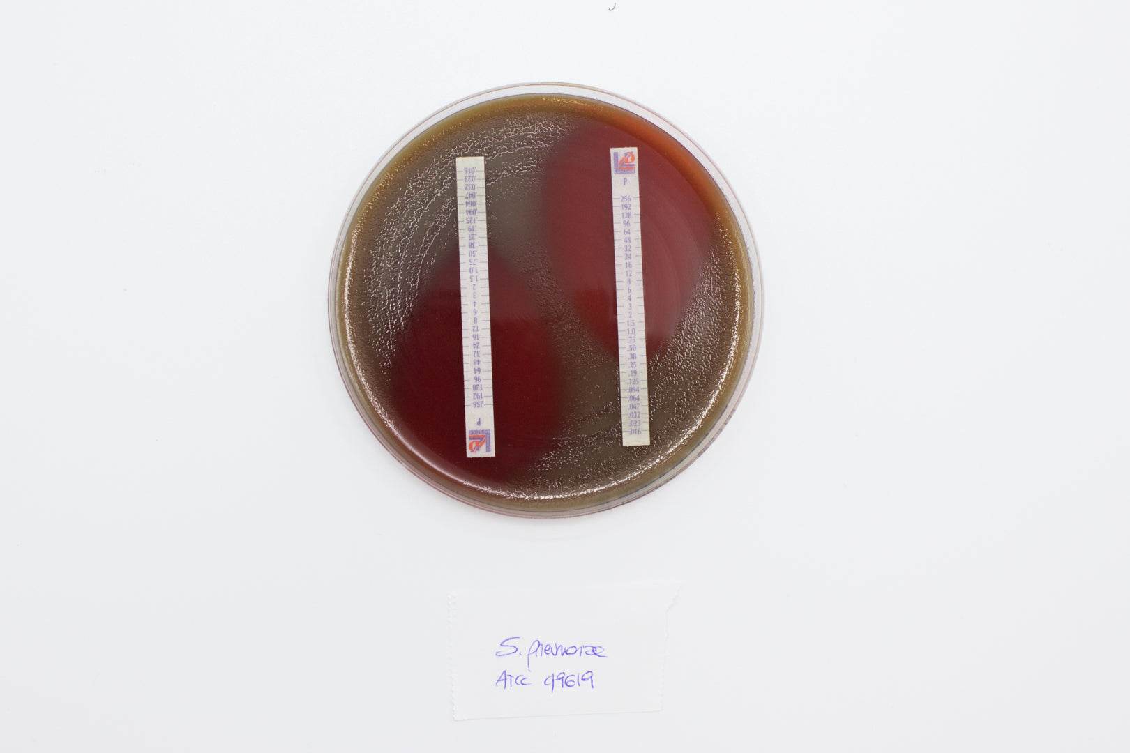 Mueller Hinton II Agar (Sheep Blood 5%) - Kormay Biomedicals store