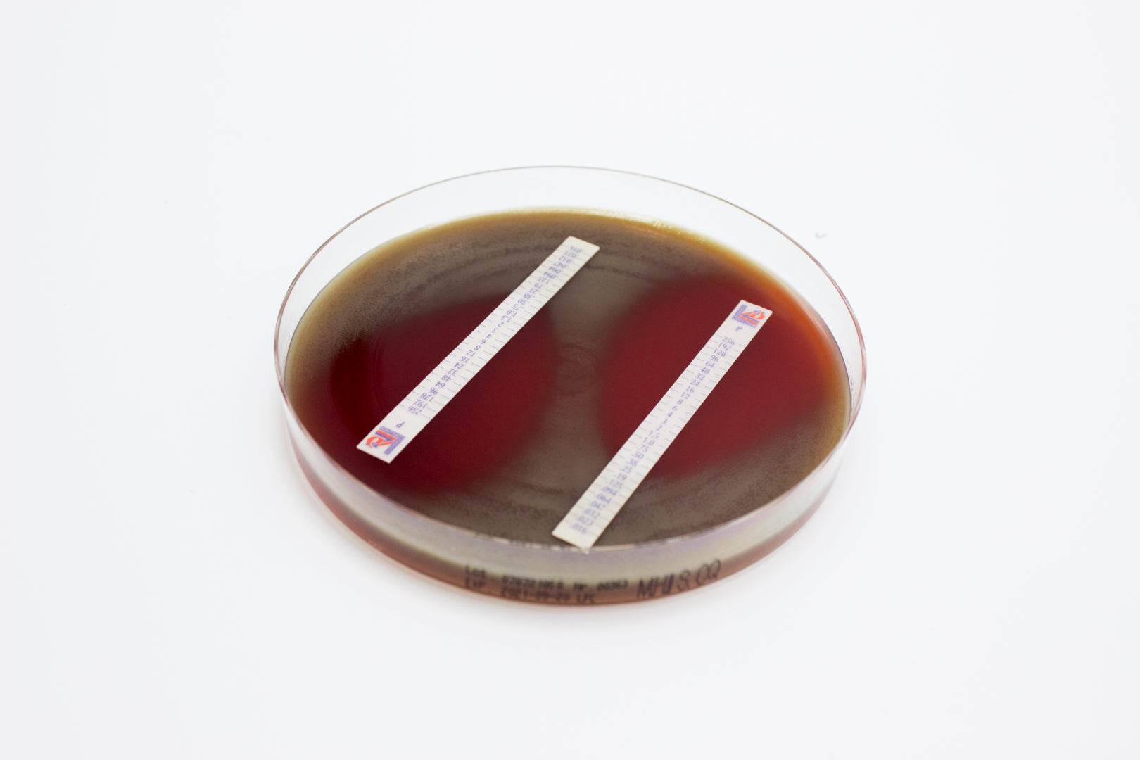 Mueller Hinton II Agar (Sheep Blood 5%) - Kormay Biomedicals store