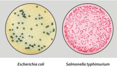 Easy Dry m-Faecal Coliform - Kormay Biomedicals store