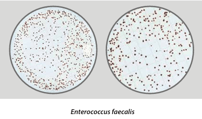 Easy Dry Streptococcal KF + TTC - Kormay Biomedicals store